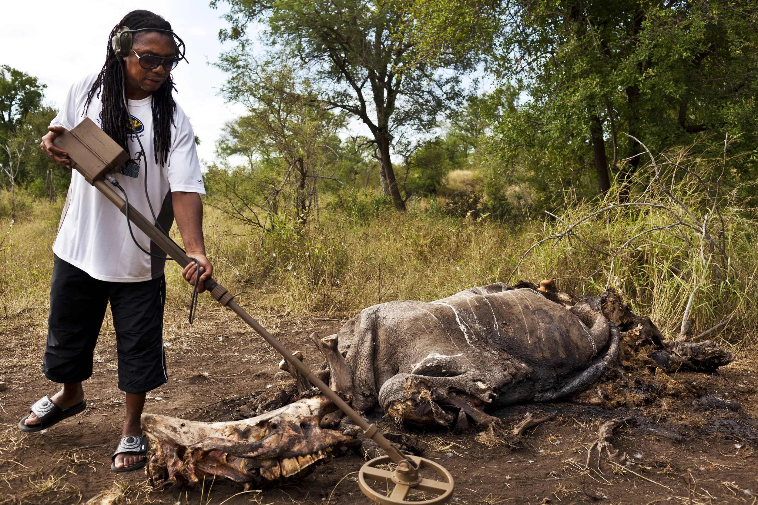 HOEDSPRUIT, SOUTH AFRICA, APRIL 2011: An investigation team from SanParks, Nature conservation and private security investigators inspect two 5 day old poached White Rhino carcasses on a private game farm outside Hoedspruit in North West South Africa, April 7 2011. The Rhino were both shot with a '375 hunting rifle equipped with a silencer by a professional who used a single bullet on each animal. The horns on both were removed using a knife blade. The investigators swept the bodies with a metal detector and recovered an intact bullet and part of a blade. (Photo by Brent Stirton/Reportage for National Geographic.)