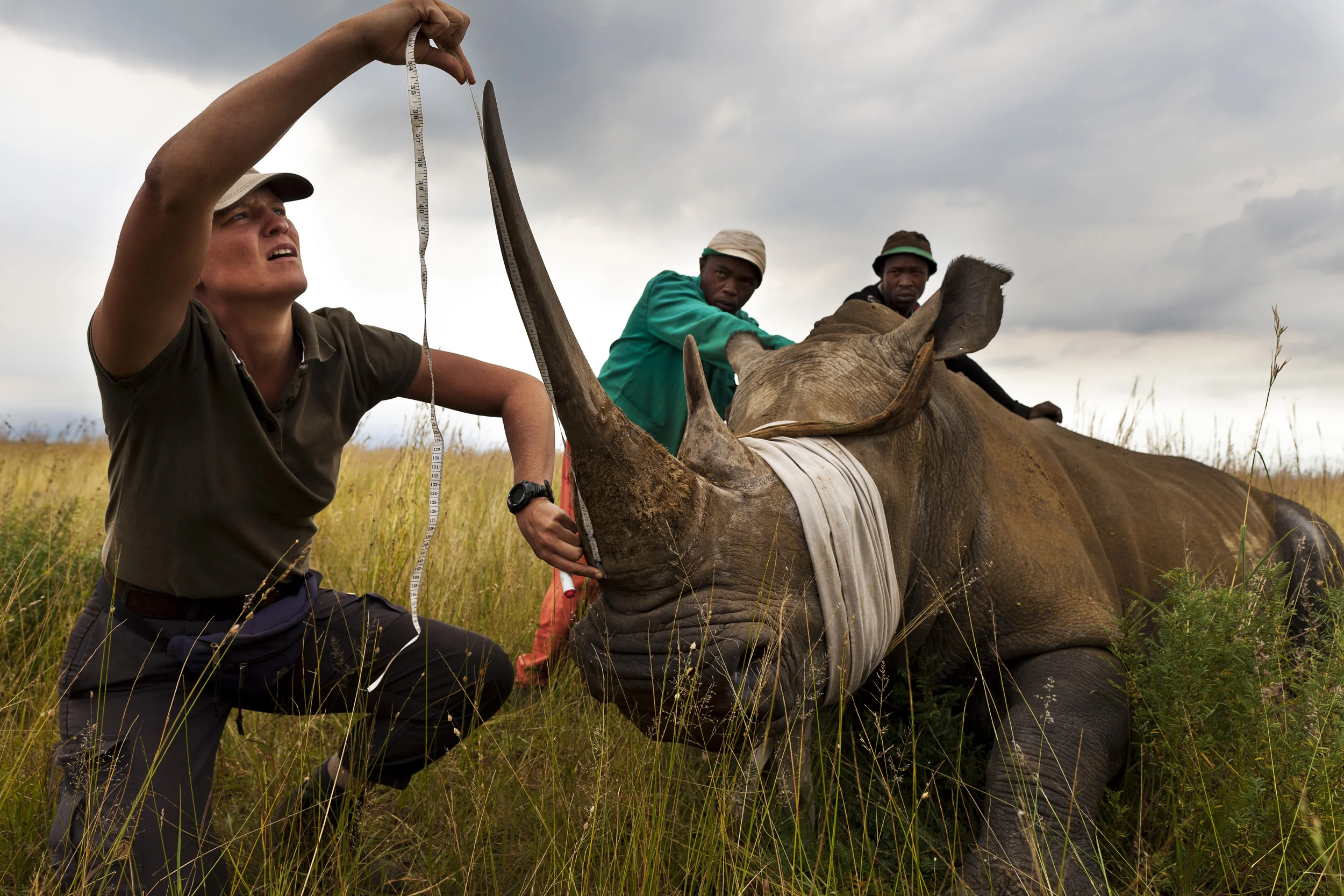 KLERKSDORP, SOUTH AFRICA, MARCH 2011: A White Rhino cow is de-horned as a precautionary anti-poaching measure on a game farm outside of Klerksdorp, South Africa, March 25 2011. Rhino Poaching has reached epedemic proportions in South Africa, with 334 killed in 2010 and 77 killed by the 25 March 2011. Many game farmers are increasingly turning to de-horning their animals as a protective measure against poaching. A 2 year study in Zimbabwe on the effects of de-horning has revealed no negative repercussions to the animal, and has seen less animals killed through fighting and horn damage. The horn grows back after 3 years to its full size without trauma to the animal and thus can be seen as a renewable, sustainable resource for the Asian markets if legalized. At this time the only legal means to obtain a horn in South Africa is through a permitted hunt with a member of the conservation authority present. This means that the animal has to die before the horn is available. Statistics on poaching prove that the lack of access to legal horn has seen poaching become common and the price of Rhino horn has reached an all time high. The counter argument to de-horning for profit is that it will lead to an interference in the natural world and an abuse of the resource in terms of animal treatment. Most Vets across South Africa have adopted de-horning as a neccesary anti-poaching technique to save the animals from being killed for their horn. On average a de-horning takes an experienced vet no more than 25 minutes to do from start to finish and the animal goes straight back to feeding with no visible sign of trauma afterwards. A standard 8 cms of stump is left behind, ensuring no actual tissue is ever damaged on the Rhino. The horns once taken are fitted with micro-chips, individually permitted and in most cases stored in bank vaults for security purposes. If the Rhino horn trade is ever legalised these horns will form the back bone of financial security for the farmers who take o