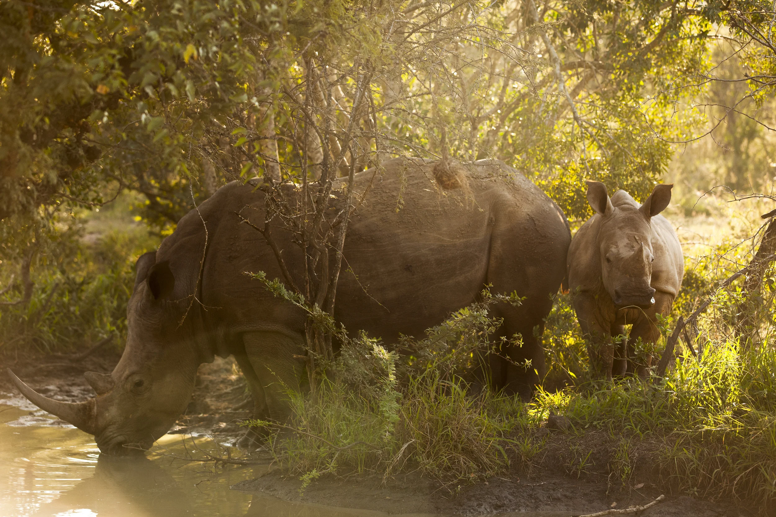 iMFOLOZI GAME RESERVE, NATAL, SOUTH AFRICA, MAY 2011: Images of a White Rhino cow and calf in iMfolozi Game Reserve in Natal, South Africa, May 3, 2011. Hluwhluwe iMfolozi Game Reserve is the worlds largest repository of Rhino, with an estimated 2300 rhino in total, a majority of which are White and a large contingent of Black Rhino. (Photo by Brent Stirton/Reportage for National Geographic Magazine.)