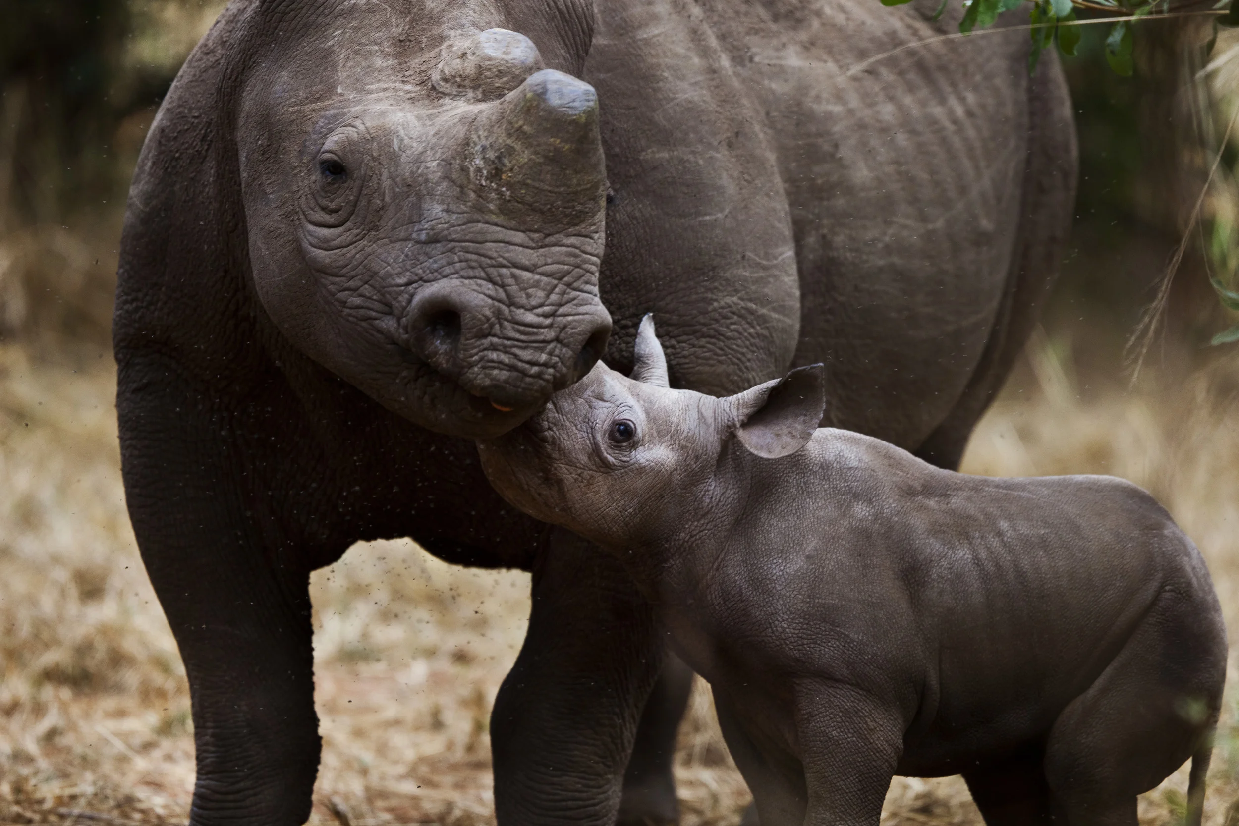 VICTORIA FALLS, ZIMBABWE, APRIL 2011: Images of a 3 week old Black Rhino Calf born at the Victoria Falls Private Game Reserve, Zimbabwe, April 25, 2011. (Photo by Brent Stirton/Reportage for National Geographic Magazine.)