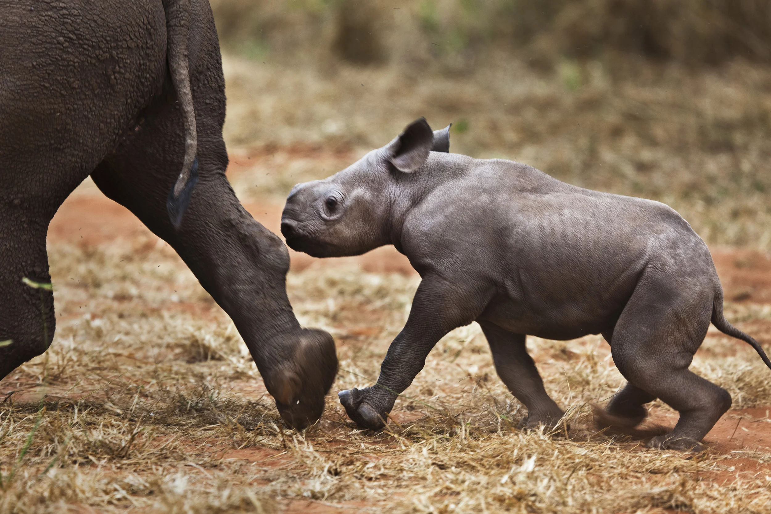 VICTORIA FALLS, ZIMBABWE, APRIL 2011: Images of a 3 week old Black Rhino Calf born at the Victoria Falls Private Game Reserve, Zimbabwe, April 25, 2011. (Photo by Brent Stirton/Reportage for National Geographic Magazine.)