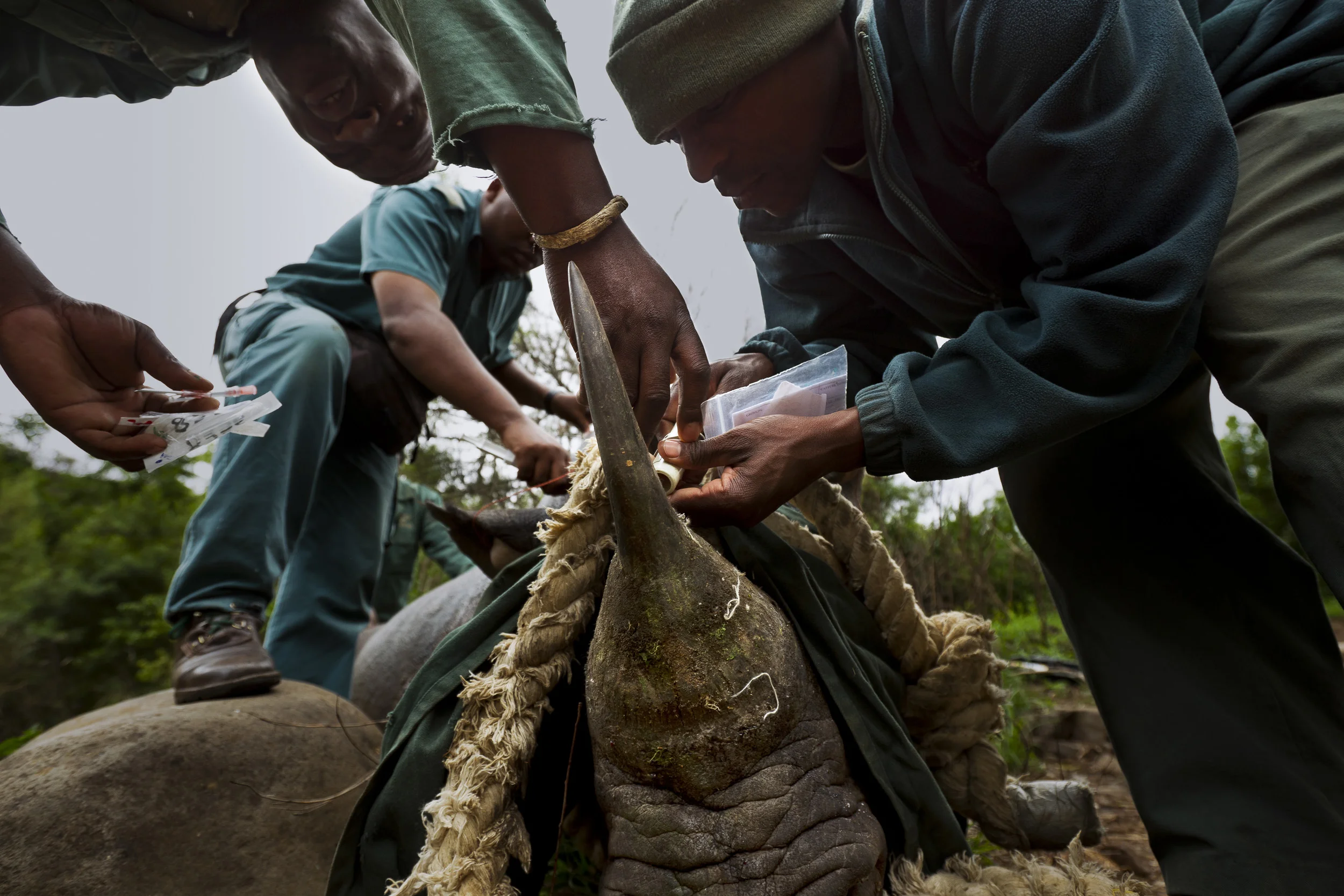 HLUHLUWE-iMFOLOZI PARK, SOUTH AFRICA, NOVEMBER 2010: Images of Black Rhino capture for Translocation at Hluhluwe-iMfolozi Park, South Africa, November 7, 2010. This park is famous for its translocation programs which saved the Southern White Rhino from extinction. WWF is involved in funding for security operations in the Park and also creates new Black Rhino population in an effort to replicate the success of the White Rhino translocation program. The Black Rhino remains critically endangered in Africa today. 247 Rhinos have been killed for their horns so far in 2010 in South Africa, a tenfold increase over previous years. WWF’s Black Rhino Range Expansion Project (BRREP) is successfully expanding the range of the Black Rhino outside of the Ezemvelo KZN Wildlife protected areas into private- and community-owned land. BRREP project manager, Jacques Flamand, said: “Our approach is to develop strong partnerships with communities and private owners. They must comply with strict criteria regarding the management of Black Rhino – from security to land size - before we move the animals onto their land. The project has increased the Black Rhino population and reduced its critically endangered status. Black Rhino require an extensive range – in northern KwaZulu Natal the carrying capacity is 300 to 400 hectares per Black Rhino. The Black Rhino is a flagship species that attracts tourists and helps extend the conservation footprint in this region. (Photo by Brent Stirton/Reportage for WWF)