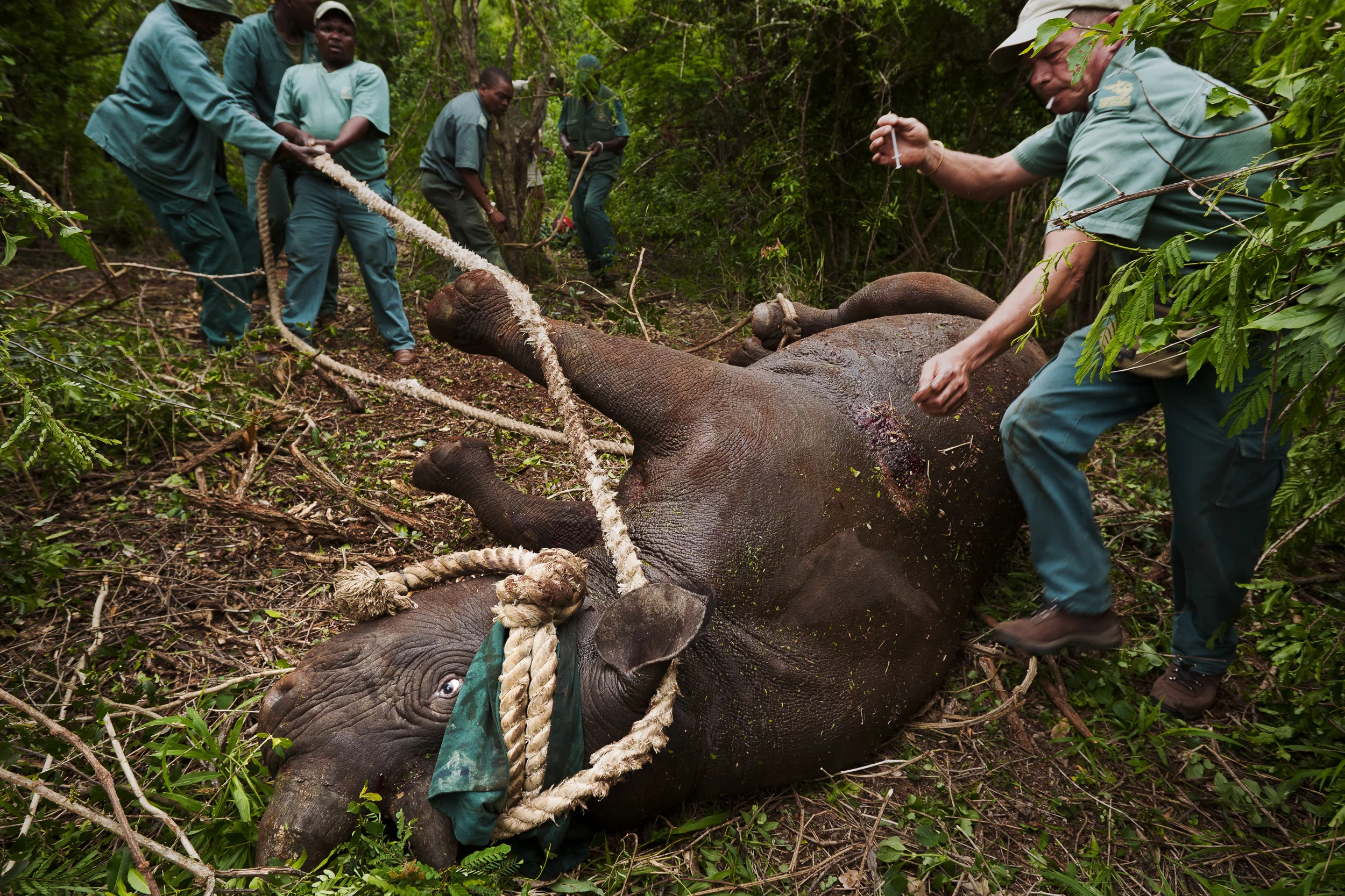 HLUHLUWE-iMFOLOZI PARK, SOUTH AFRICA, NOVEMBER 2010: Images of Black Rhino capture for Translocation at Hluhluwe-iMfolozi Park, South Africa, November 7, 2010. This park is famous for its translocation programs which saved the Southern White Rhino from extinction. WWF is involved in funding for security operations in the Park and also creates new Black Rhino population in an effort to replicate the success of the White Rhino translocation program. The Black Rhino remains critically endangered in Africa today. 247 Rhinos have been killed for their horns so far in 2010 in South Africa, a tenfold increase over previous years. WWF’s Black Rhino Range Expansion Project (BRREP) is successfully expanding the range of the Black Rhino outside of the Ezemvelo KZN Wildlife protected areas into private- and community-owned land. BRREP project manager, Jacques Flamand, said: “Our approach is to develop strong partnerships with communities and private owners. They must comply with strict criteria regarding the management of Black Rhino – from security to land size - before we move the animals onto their land. The project has increased the Black Rhino population and reduced its critically endangered status. Black Rhino require an extensive range – in northern KwaZulu Natal the carrying capacity is 300 to 400 hectares per Black Rhino. The Black Rhino is a flagship species that attracts tourists and helps extend the conservation footprint in this region. (Photo by Brent Stirton/Reportage for WWF)
