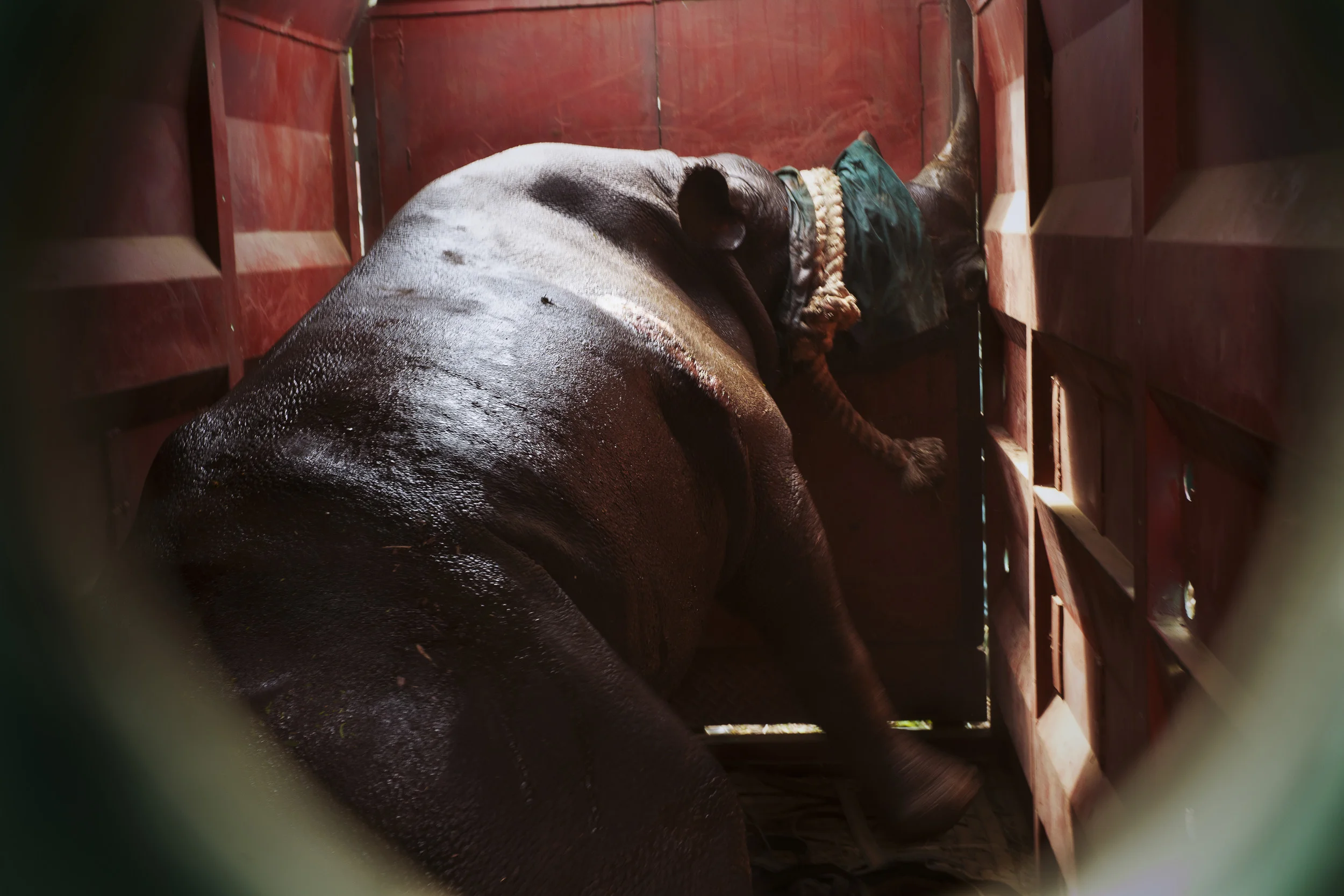 HLUHLUWE-iMFOLOZI PARK, SOUTH AFRICA, NOVEMBER 2010: Images of Black Rhino capture for Translocation at Hluhluwe-iMfolozi Park, South Africa, November 7, 2010. This park is famous for its translocation programs which saved the Southern White Rhino from extinction. WWF is involved in funding for security operations in the Park and also creates new Black Rhino population in an effort to replicate the success of the White Rhino translocation program. The Black Rhino remains critically endangered in Africa today. 247 Rhinos have been killed for their horns so far in 2010 in South Africa, a tenfold increase over previous years. WWF’s Black Rhino Range Expansion Project (BRREP) is successfully expanding the range of the Black Rhino outside of the Ezemvelo KZN Wildlife protected areas into private- and community-owned land. BRREP project manager, Jacques Flamand, said: “Our approach is to develop strong partnerships with communities and private owners. They must comply with strict criteria regarding the management of Black Rhino – from security to land size - before we move the animals onto their land. The project has increased the Black Rhino population and reduced its critically endangered status. Black Rhino require an extensive range – in northern KwaZulu Natal the carrying capacity is 300 to 400 hectares per Black Rhino. The Black Rhino is a flagship species that attracts tourists and helps extend the conservation footprint in this region. (Photo by Brent Stirton/Reportage for WWF)