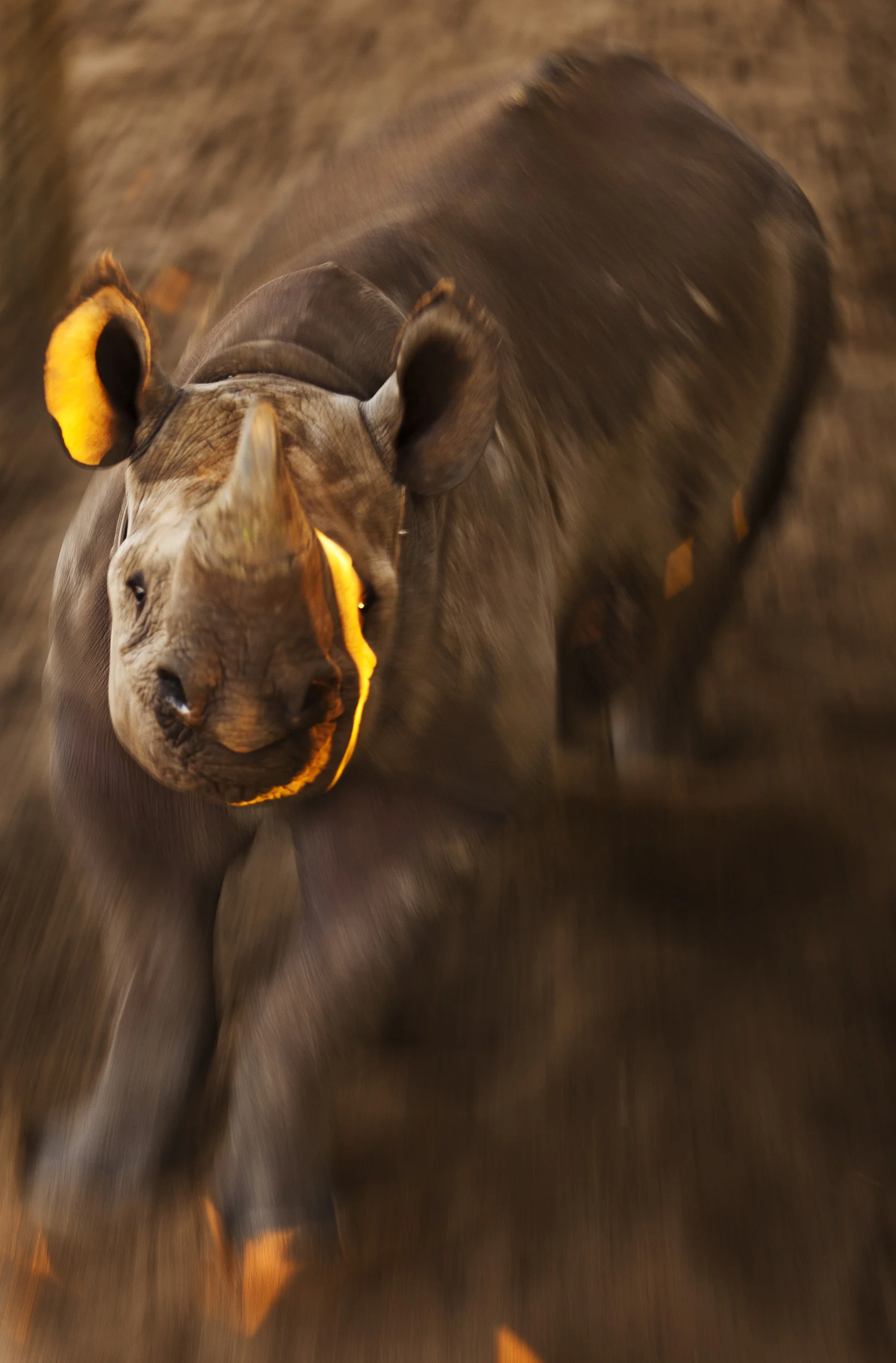 iMFOLOZI HLUHLUWE GAME RESERVE, NATAL, SOUTH AFRICA, MAY 2011: Images of a young Black Rhino Rhino who has grown up in captivity after being orphaned at a young age in iMfolozi Game Reserve in Natal, South Africa, May 2, 2011. Hluwhluwe iMfolozi Game Reserve is the worlds largest repository of Rhino, with an estimated 2300 rhino in total, a majority of which are White and a large contingent of Black Rhino. (Photo by Brent Stirton/Reportage for National Geographic Magazine.)