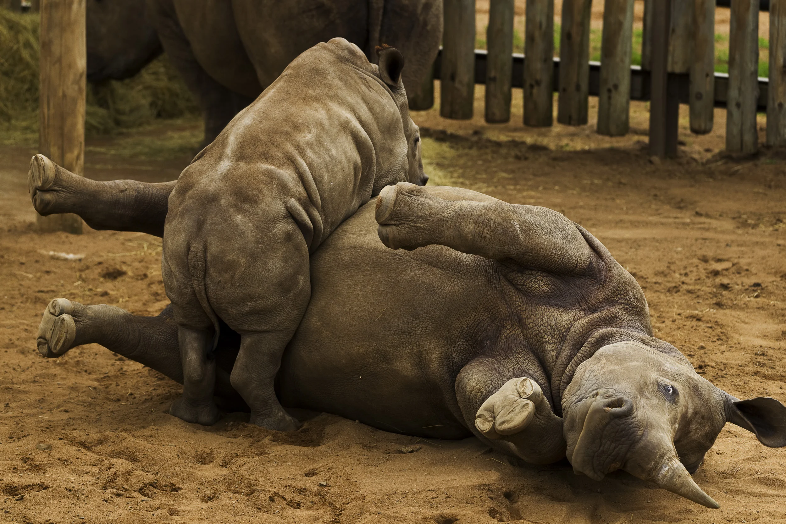 HLUHLUWE-iMFOLOZI PARK, SOUTH AFRICA, NOVEMBER 2010: Images of a White Rhino calf, mother and juvenile male in holding pens at Hluhluwe-iMfolozi Park, South Africa, November 6 2010. This park is famous for its translocation programs which saved the Southern White Rhino from extinction. WWF is involved in funding for security operations in the Park and also creates new Black Rhino population in an effort to replicate the success of the White Rhino translocation program. The Black Rhino remains critically endangered in Africa today. 247 Rhinos have been killed for their horns so far in 2010 in South Africa, a tenfold increase over previous years. (Photo by Brent Stirton/Reportage for WWF)