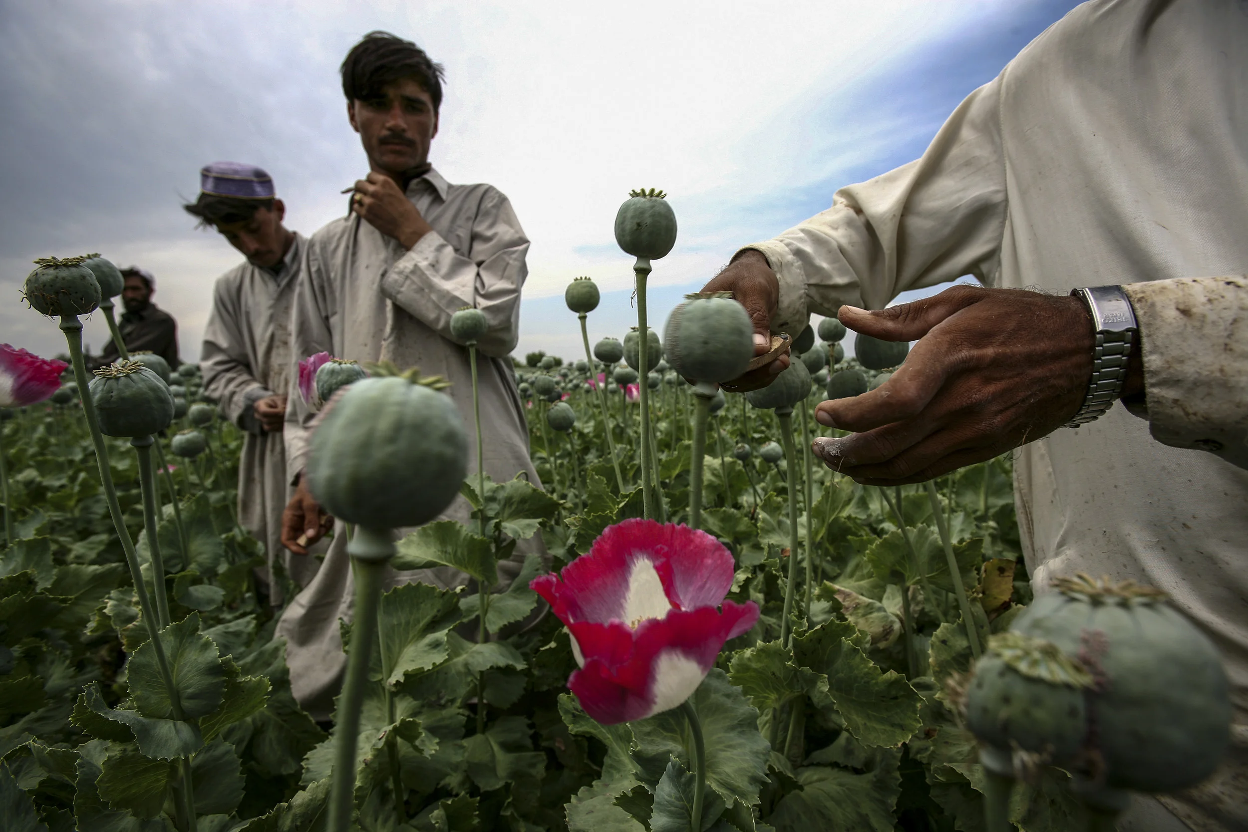 JALALABAD, AFGHANISTAN-APRIL 2007: Images from illegal opium producing poppy farms an hours travel outside of Jalalabad, Afghanistan, 19 April 2007. Afghanistan currently produces over 90% of the world's illegal opium and the industry accounts for over 45% of the countries annual GDP. A great deal of this production is based on communal poverty and a lack of alternatives for farmers combined with coercion from the opium cartels of Afghanistan and Pakistan. The event is filmed by CNN freelance crew Cameraman Richard Parry and producer Tresha Mabile. (Photo by Brent Stirton/Getty Images.)