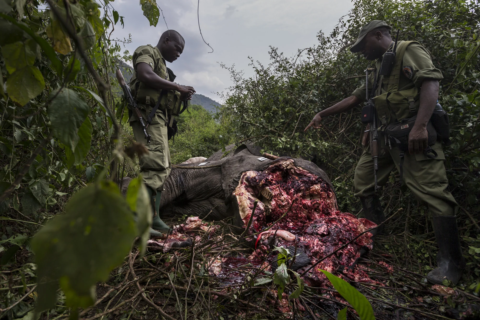 LULIMBI, EASTERN DEMOCRATIC REPUBLIC OF CONGO, 23 JULY 2014: ICCN Conservation Rangers investigate and then deploy bloodhounds in Virunga National Park to investigate the corpse of a elephant killed in the night, Eastern DRC. The elephant had obviously been killed for its ivory, a trend on the rise across the DRC and one which makes the Rangers job very difficult. It is believed that this elephant was killed by FDLR, the Hutu genocidaires who fled into Virunga after the Rwandan genocide. They have been exploiting the park ever since, often in co-operation with the Congolese Army. (Photo by Brent Stirton/Reportage.)