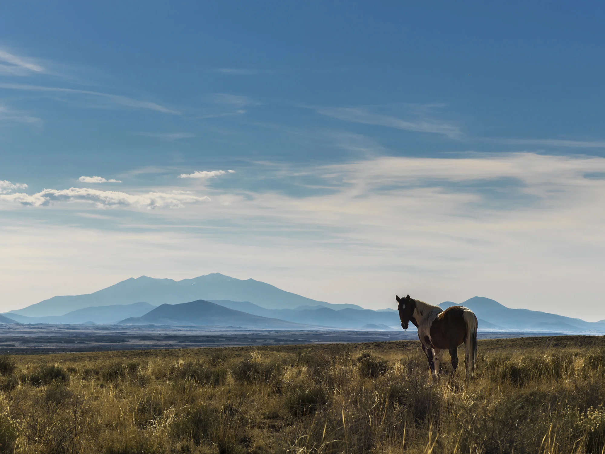 LEUPP, ARIZONA, 8 APRIL 2014: Wild horses stand on the plains in front of the San Fransciso Peaks, a Navajo Sacred site which has been controversial due to a ski lodge which has been making snow using refined sewerage water, a fact which has outraged traditional Navajos and led to a long running court case, Leupp Arizona. Wild horses are also under threat, with controversial round-ups and a long standing drought making it difficult for these creatures to survive. (Photo by Brent Stirton/Reportage for Le Figaro Magazine.)