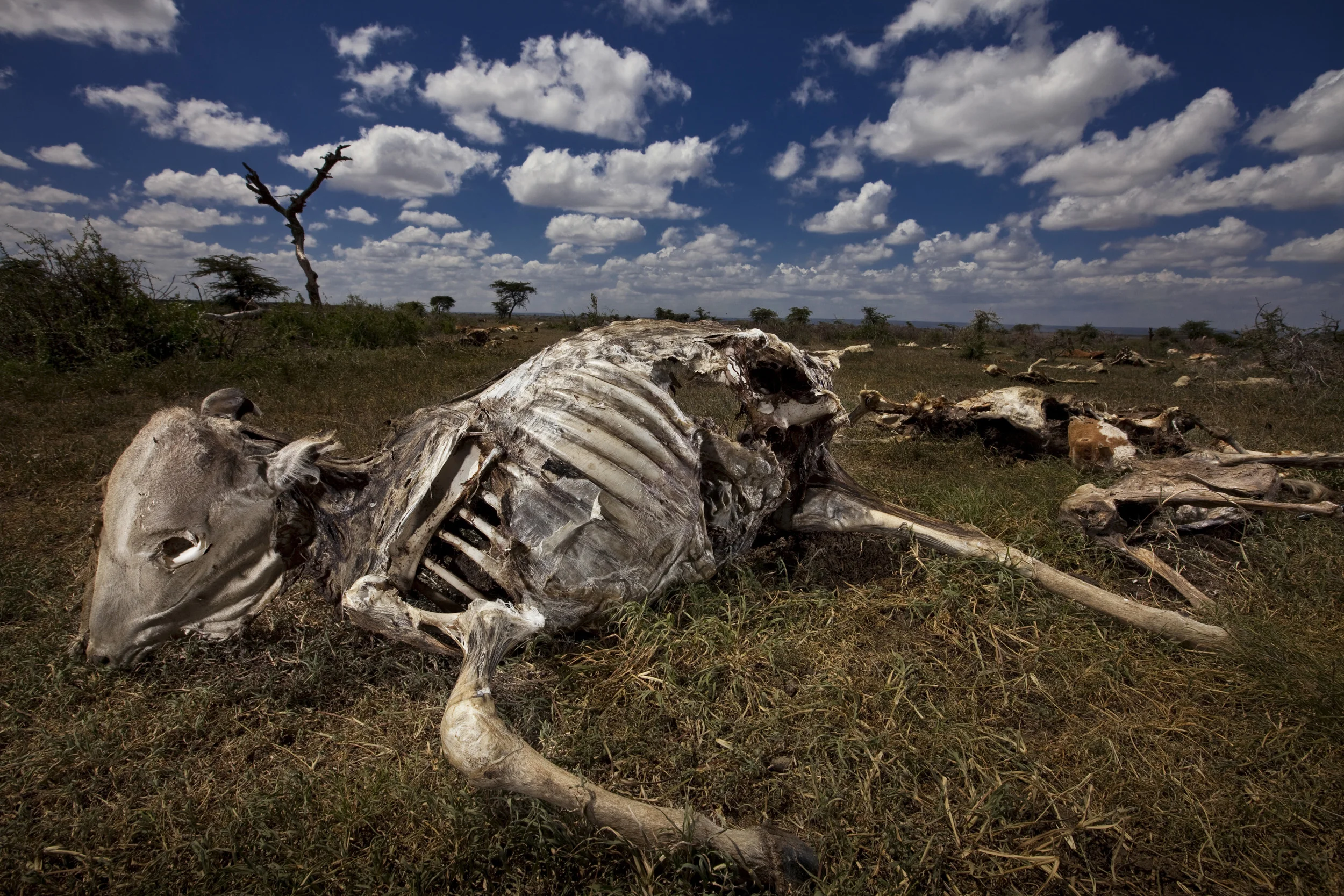 RIFT VALLEY PROVINCE, KENYA, NOVEMBER 2009: Images of a massacre site where the Pokot tribesman came out of the Rift Valley, their traditional area, and attacked a Samburu village over cattle grazing rights in the north of Kenya at a time of the worst drought in the region for the last 100 years, 20 November 2009. 25 Samburu men, women and children were killed in the attack, over 50 cattle were shot and over 300 died later in the week from not being able to access grazing land because of the threat of the Pokot. The drought has brought about increasingly deadly conflict between pastoralists as well as conservationists all competing for grazing land. (Photo by Brent Stirton/Reportage by Getty Images.)