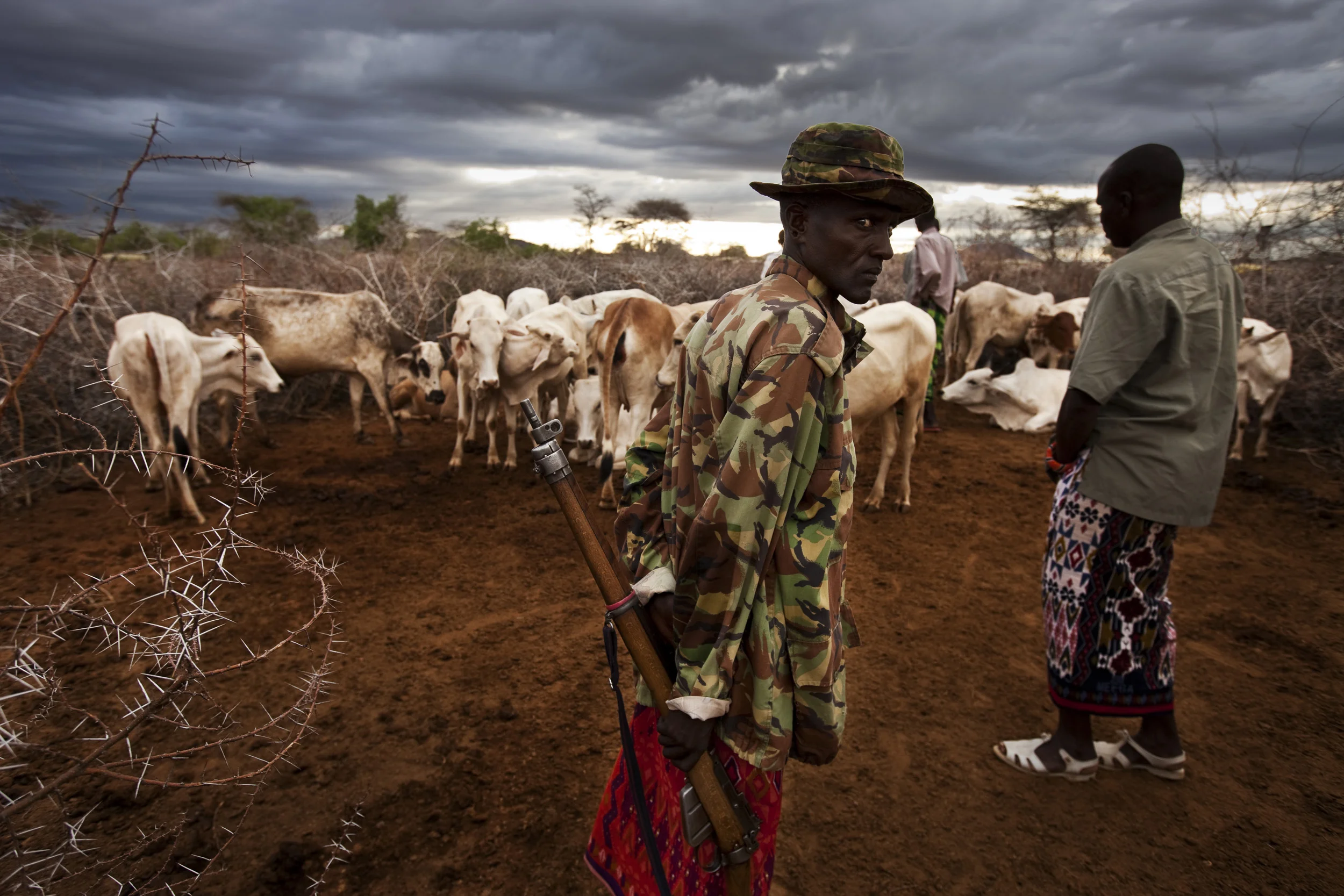 LAISAMIS, MARSABIT SOUTH, NORTH KENYA: A Kenya Police reservist guards Borana cattle which were raided by Rendille Moran tribesman in retaliation for a huge Boran raid in September 2009, North of Kenya, 27 February 2010. The police are being assisted in this matter by the members of the Melako Conservancy who are formed from the local community and are involved in conservancy and other peace-keeping affairs for the region. A cattle exchange is planned between the Rendille and the Borana which will be mediated by the Melako conservancy comittee and the police. North Kenya is currently undergoing an intense disarmament process in which the Kenyan Army and Administrative Police are trying to disarm the local tribes, mainly the Borana, the Samburu, the Rendille and Somalis, amongst others. This process is controversial as the tribes feel they have to have weapons to protect against cattle raids from the other tribes. This is an age old conflict but the Rendille and Samburu feel especially vulnerable as the Borana exist on both sides of the border region with Kenya and can thus access weapons from their fellow tribesmen on the Ethiopian side. This is also true of the Somalis and as such the Rendille and Samburu feel especially vulnerable. Although weapons have been collected there are many stories of violence by the Kenyan authorities against the tribes in this process, especially against the Samburu and the Rendille. This process has not been helped by the fact that many of the biggest cattle raids in history have been made by the Borana against the Rendille and Samburu in the last year. It looks unlikely that of the 23 000 weapons allegedly in the field only a few hundred have thus far been collected. (Photo by Brent Stirton/ Reportage by Getty Images.)
