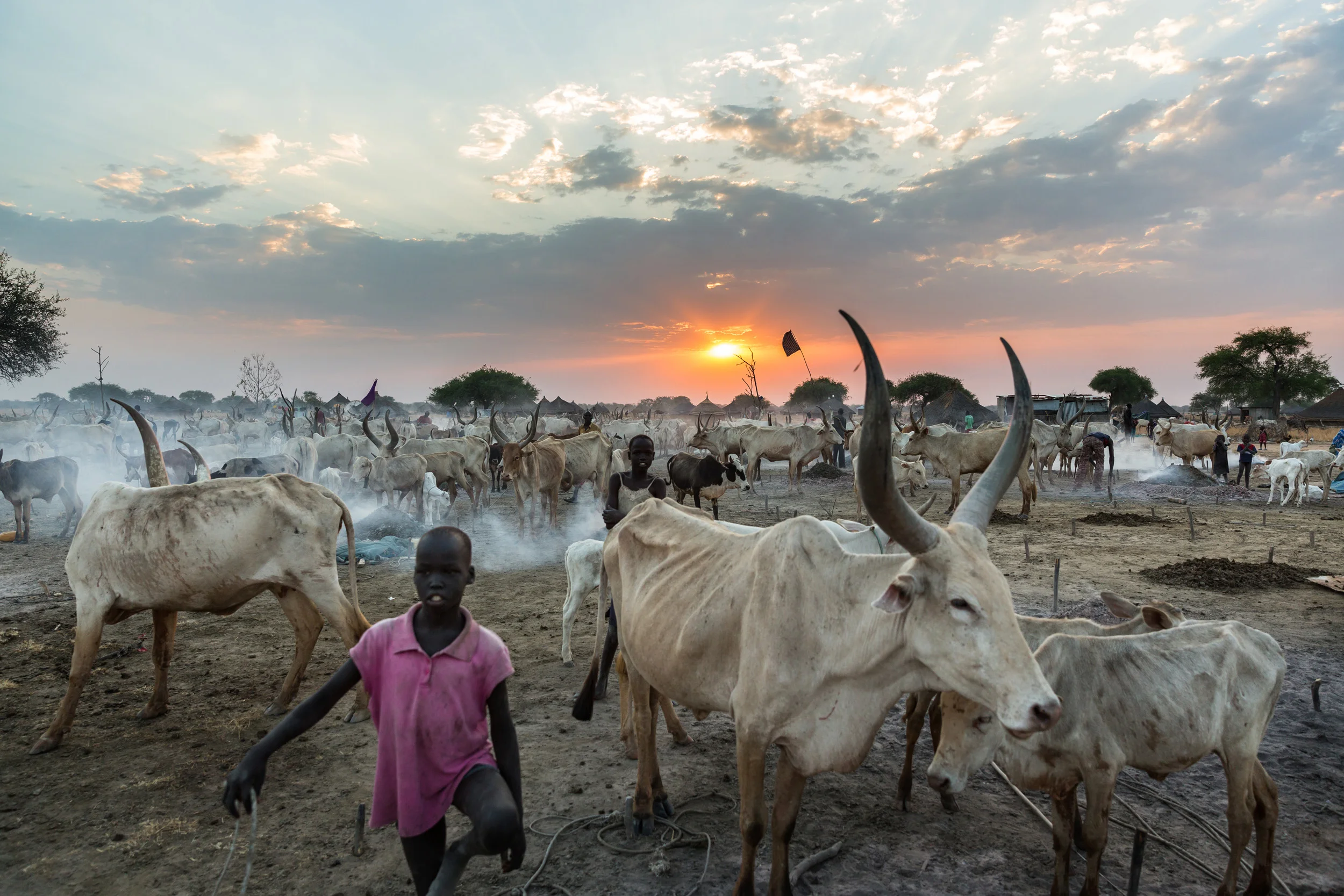BOR, SOUTH SUDAN, FEBRUARY 2013: Scenes with cattle in the countryside close to Bor, South Sudan, February 7, 2013. Cattle are very highly prized in the economy of South Sudan and are often a part of the price of dowry for a young woman's hand in marriage. This is a long standing part of the economy for families and lends tremendous value to cattle. This often leads men to assume a sense of ownership over the woman. Early marriage is common in Sudan, with girls as young as 12 essentially sold into a life of indentured labour and childbirth. There are moves to change this in the legal system in South Sudan but this fledgling country is struggling with many issues and the fact that early marriage is a long established part of the culture is making this transition in thinking very difficult. (Photo by Brent Stirton/Reportage for Human Rights Watch.)