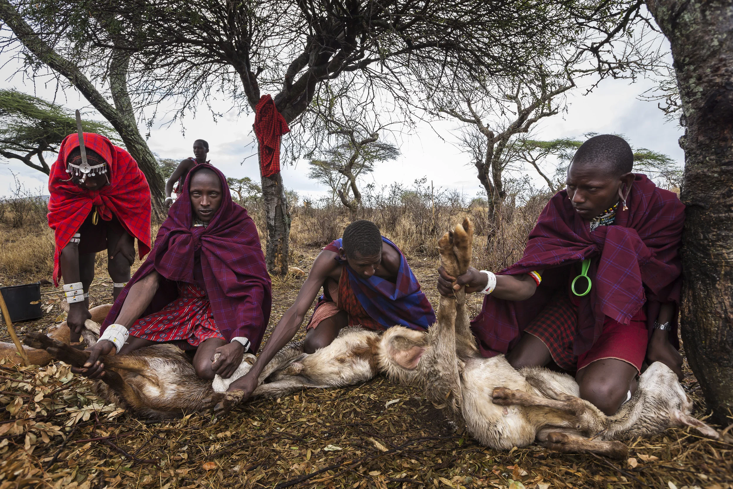 Goats being killed by suffocation and then butchered for a coming of age ceremony.