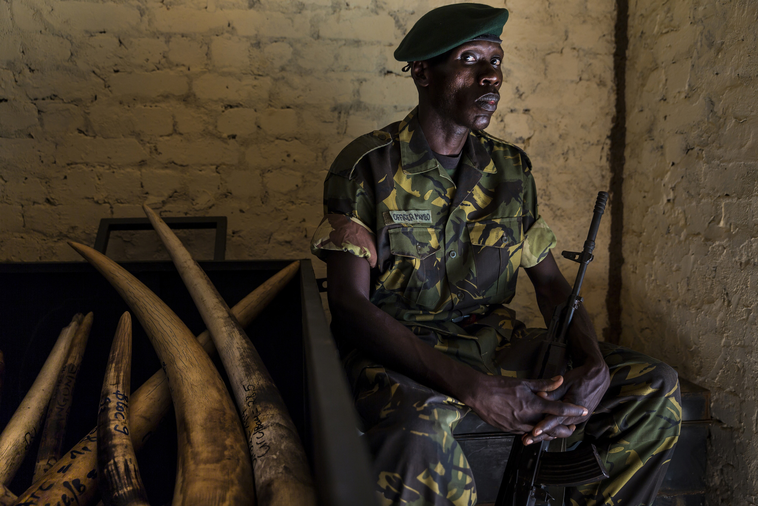 GARAMBA NATIONAL PARK, DEMOCRACTIC REPUBLIC OF CONGO, 12 NOVEMBER 2014: ICCN Ranger officer Mambo inside the ivory storage locker at Garamba National Park in the DR Congo. This ivory is the prize that notorious rebel group the Lord's Resistance Army