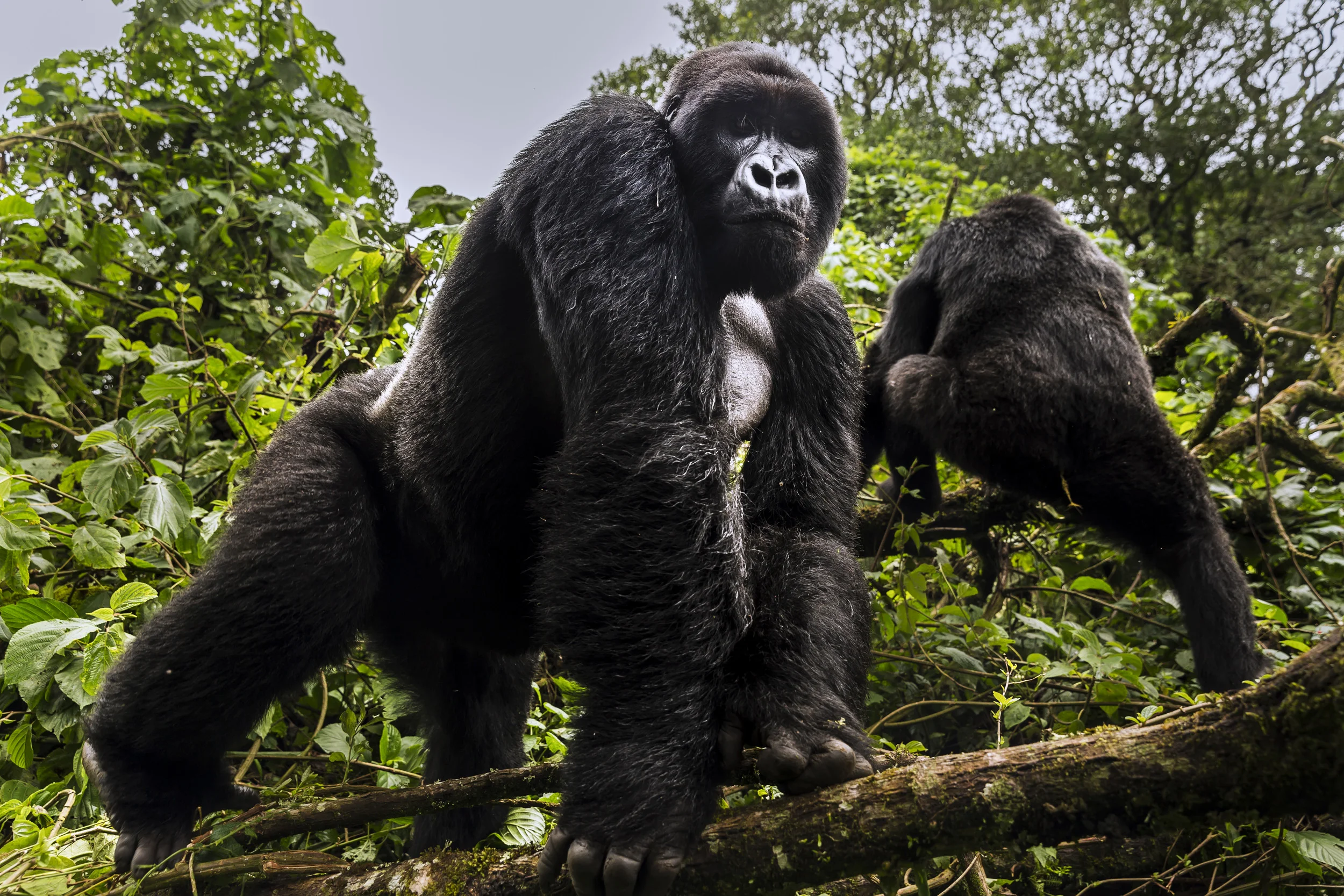JOMBA, VIRUNGA NATIONAL PARK, DRC, 30 April 2015: Two alpha male silverback mountain gorilla from the Mpua family seen in the Jomba rainforest, Virunga National Park, DRC. (Photo by Brent Stirton/Reportage by Getty Images for National Geographic Magazine.)