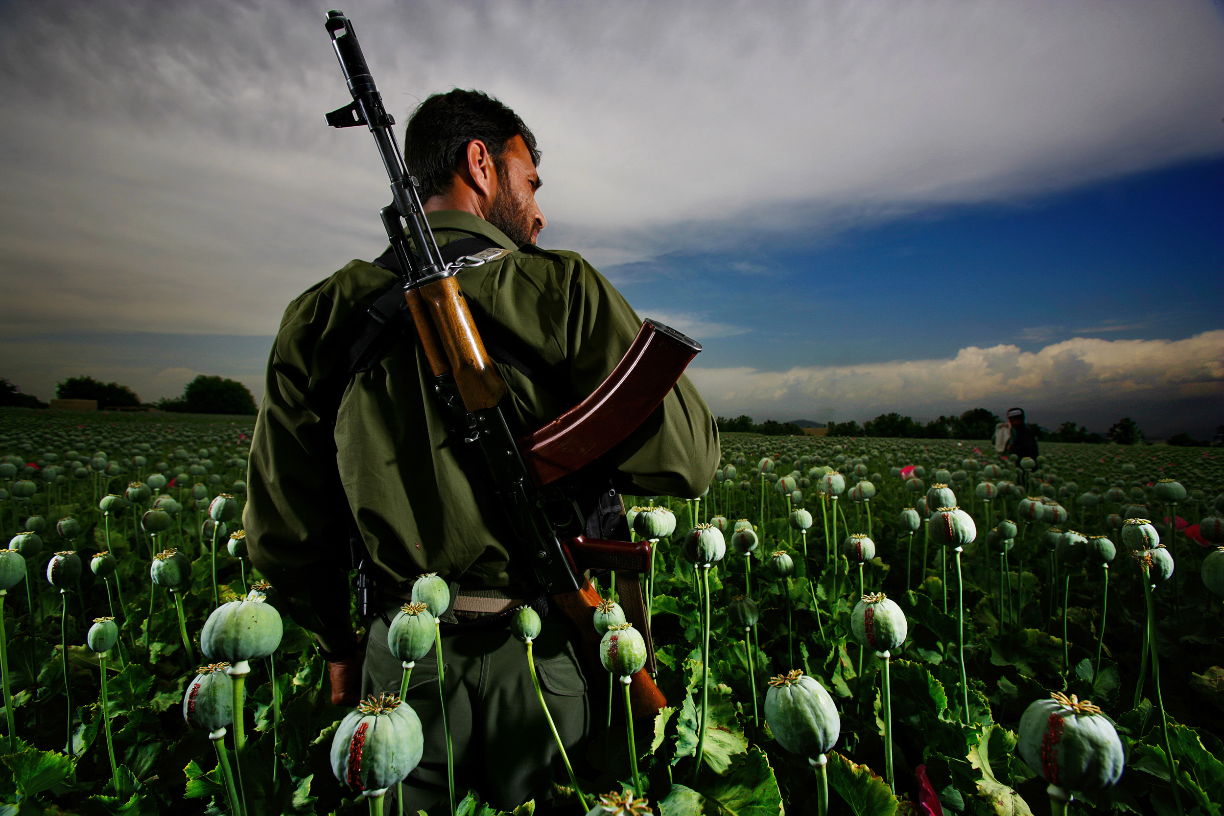 JALALABAD, AFGHANISTAN-APRIL 2007: Images from illegal opium producing poppy farms an hours travel outside of Jalalabad, Afghanistan, 19 April 2007. Afghanistan currently produces over 90% of the world's illegal opium and the industry accounts for