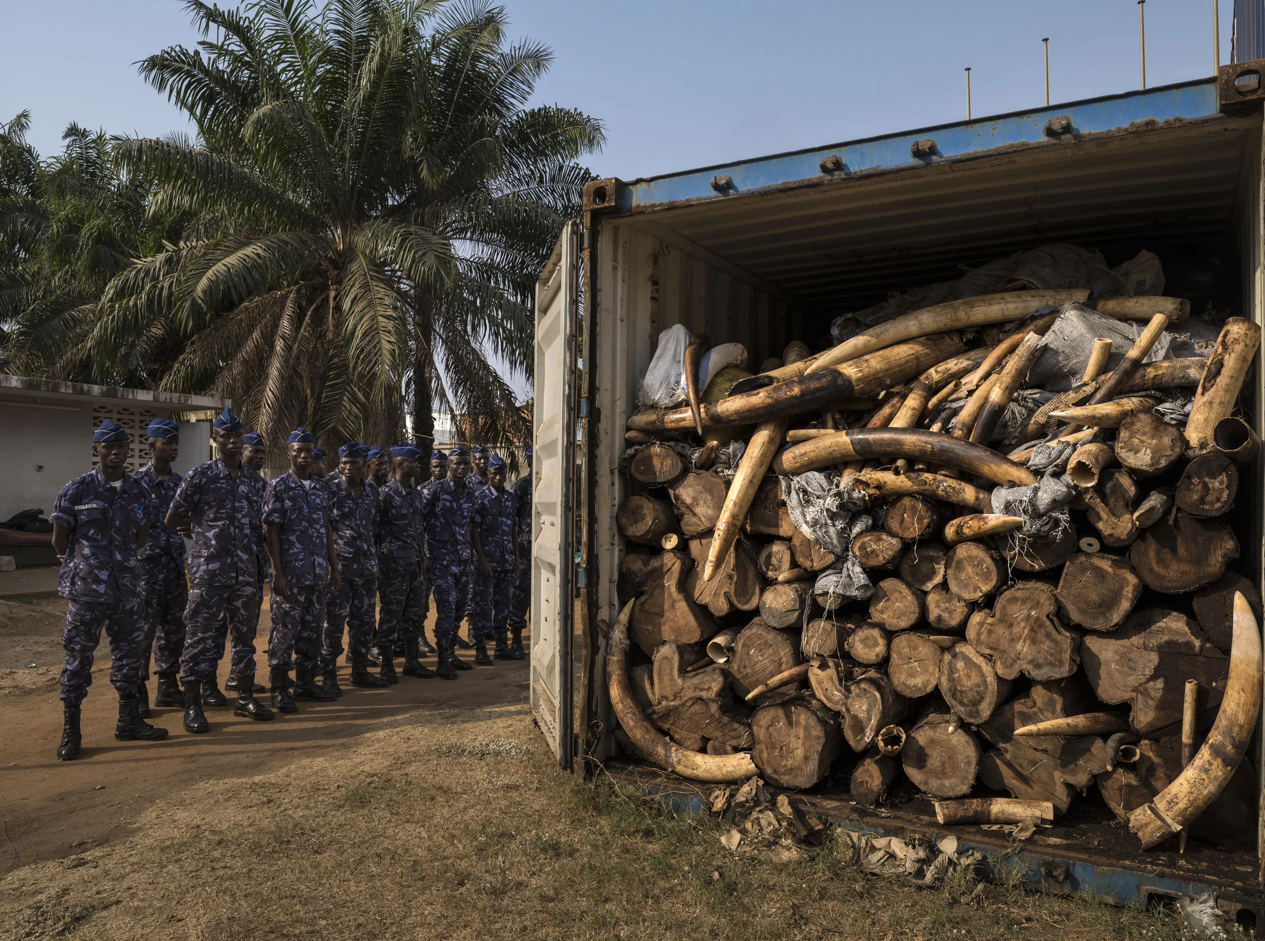LOME', TOGO, 29 JANUARY 2014: Containers with 4 tons of illegal ivory confiscated in January 2014 by the Togolese customs office from its new deep water port, Lome,' Togo. This ivory has been directly linked through DNA evidence to the elephant massacre that occured in Dzanga Bai, Central African Republic in 2013. That massacre was perpetrated by Seleka rebels who climbed the observation towers at the famous forest elephant gathering place in Dzanga Bai and gunned down the elephants with automatic weapons. The Seleka rebels would have used the proceeds from this ivory sale for some of the violence which has plagued C.A.R over much of 2013 and 2014. Togo has been viewed as a new opportunity by ivory smugglers with its new deep water port. Customs officers with new Container scanning technology have made the efforts of these smugglers more difficult. (Photo by Brent Stirton/Reportage by Getty Images for National Geographic Magazine.)