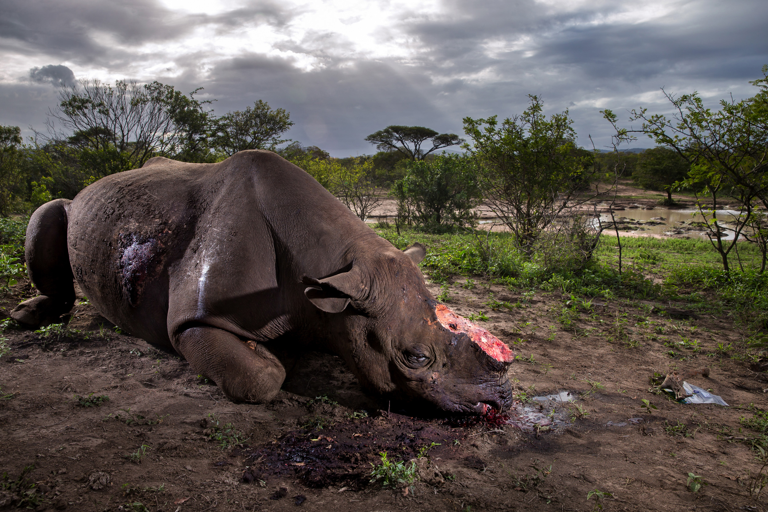 Rhino Wars
This photo essay attempts to look at the environmental crisis caused by Asia’s appetite for Rhino horn. The horn is part of an ancient Asian medical system and today is seen as a curative for everything from Cancer to Kidney stones. Esse
