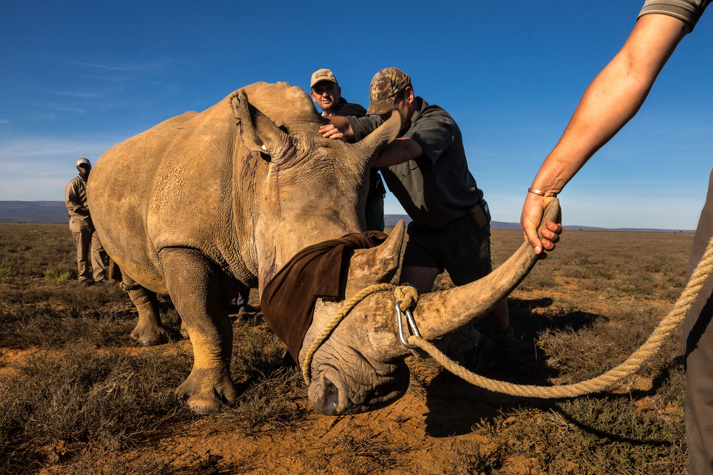 EZULU GAME FARM, GRAHAMSTOWN, SOUTH AFRICA, 15 MAY 2016: Four pairs of Cow and calf rhinos are captured and moved into transport for relocation to a more secure facility. This is the last of 27 Rhino that are being moved away from game farms in the Port Elizabeth/Grahamstown region where it is feared that security is inadequate to protect these rhino from poachers. 6 rhino have already been killed in the last 3 months and the professional manner in which they were poached has prompted owners to say that it is better for these rhino to leave their farms and go to a more secure facility. The rhinos will travel for 20 hours to their new location and will be sedated every three hours by a vet who will accompany them at all times. They will also be guarded by full time security for their journey and full time at their final location. It is a truism of rhino ownership these days that owners can often not afford the expense of full time security for these animals, such is the pressure from poachers and the value of their horn in Asia. (Photo by Brent Stirton/Getty Images Reportage for National Geographic Magazine.)