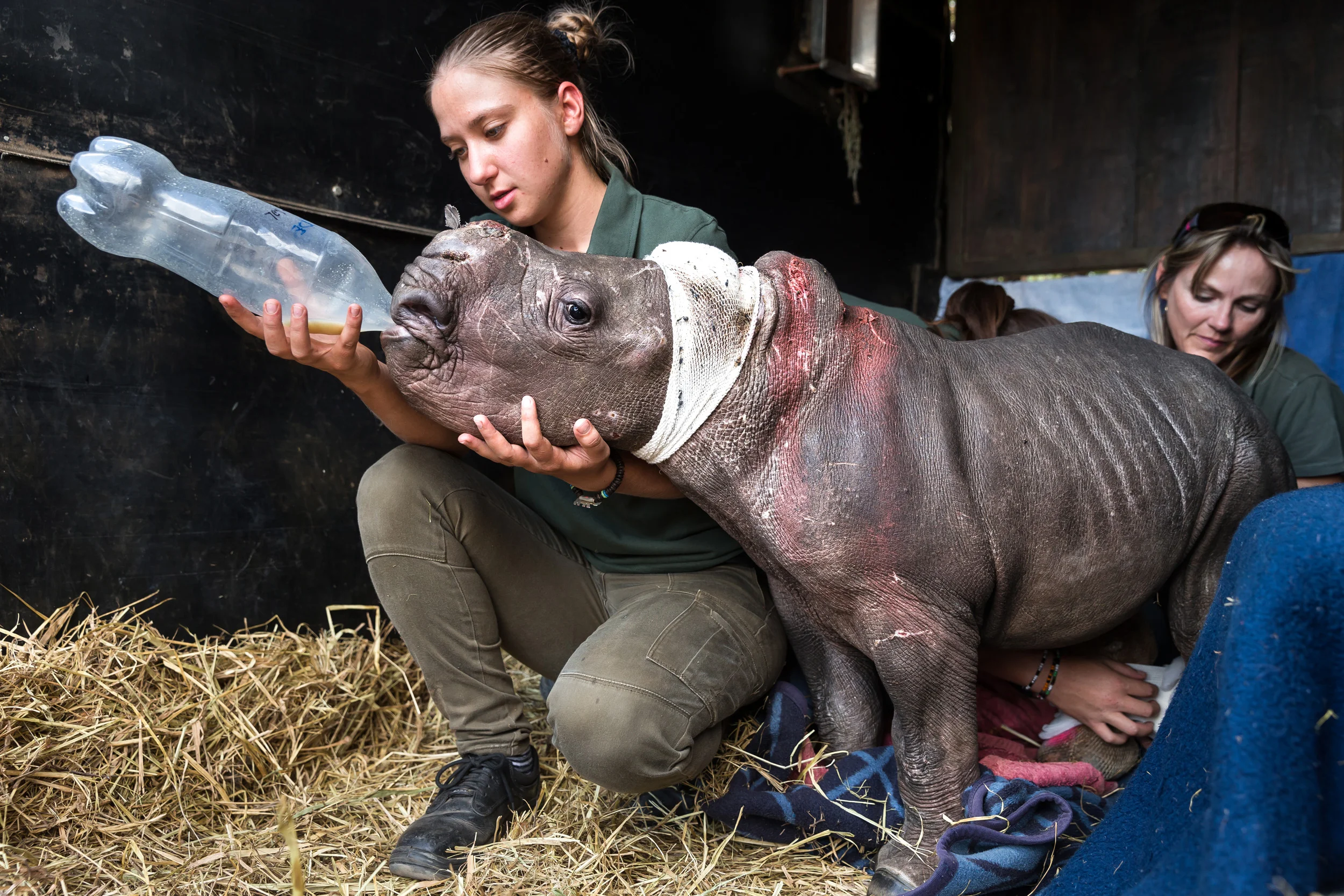 NELSPRUIT, SOUTH AFRICA, 4 MAY 2016: CARE FOR WILD AFRICA is a donor run NGO that specializes in caring for wounded animals. They have a special focus on rhino and have taken in many rhino orphans from the poaching wars across South Africa at this time. Petronel Niewoudt runs the facility with a small team of incredibly dedicated staff and groups of volunteers who come in from all over the world. Many of their rhino are small calves who have seen their mothers killed and often been attacked by the poachers themselves. Wounds from machetes across the spinal area are common as poachers try to break their spines so they cannot run away. Their latest orphan is Lulah, her mother was killed in Kruger National Park and when the rangers found Lulah she was estimated to be one month old. Hyenas had attacked the tiny calf and chewed off her ears, parts of her nose and inflicted a terrible bite on her rear right leg. Lulah has a strong will to live and despite fighting off infection in the wound she is looking like she will survive. Lulah has a full time caregiver Dorota Ladosz, 25, who are full time staff at C.W.A. Dorota has an honors degree in both Animal Science and Wildlife Management. She lives full time with Lulah at the time of this picture and sleeps with her in her enclosure. She maintains a constant watch on Lulah’s injuries and her temperature and feeds her at regular intervals. Lulah received surgery on this day and her wounds were cleaned out by Jan-Louis Ras, a surgeon who volunteers his services to Care for Wild Africa but actually usually works on humans. Vet Donnie Engelbrecht handled the anesthetic and the Care for Wild Africa staff assisted. Infections in Lulah’s leg were cleaned out and her ears and the top of her head were dressed and disinfected. Care for Wild Africa has taken care of multiple rhino calves like this and today they have 27 survivors living on the property. (Photo by Brent Stirton/Reportage by Getty Images for National Geographic Maga