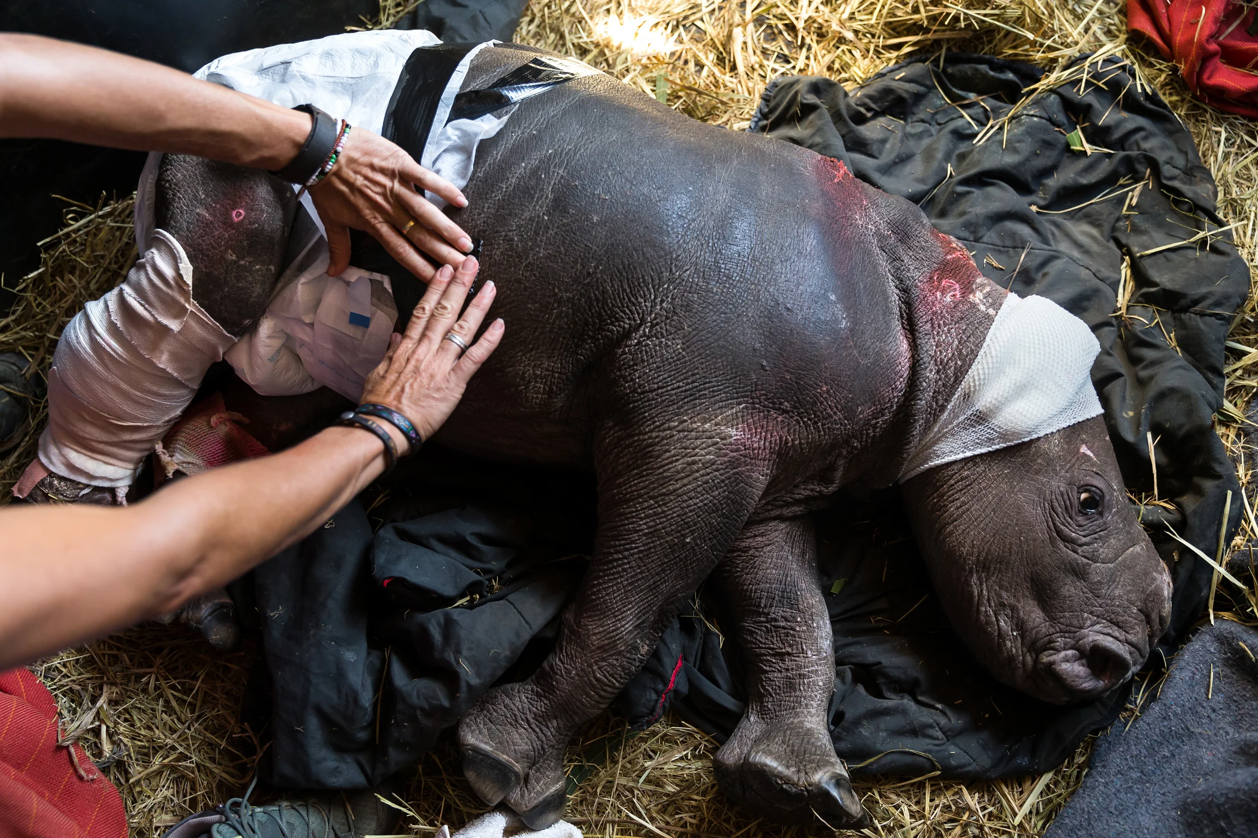 NELSPRUIT, SOUTH AFRICA, 4 MAY 2016: CARE FOR WILD AFRICA is a donor run NGO that specializes in caring for wounded animals. They have a special focus on rhino and have taken in many rhino orphans from the poaching wars across South Africa at this time. Petronel Niewoudt runs the facility with a small team of incredibly dedicated staff and groups of volunteers who come in from all over the world. Many of their rhino are small calves who have seen their mothers killed and often been attacked by the poachers themselves. Wounds from machetes across the spinal area are common as poachers try to break their spines so they cannot run away. Their latest orphan is Lulah, her mother was killed in Kruger National Park and when the rangers found Lulah she was estimated to be one month old. Hyenas had attacked the tiny calf and chewed off her ears, parts of her nose and inflicted a terrible bite on her rear right leg. Lulah has a strong will to live and despite fighting off infection in the wound she is looking like she will survive. Lulah has a full time caregiver Dorota Ladosz, 25, who are full time staff at C.W.A. Dorota has an honors degree in both Animal Science and Wildlife Management. She lives full time with Lulah at the time of this picture and sleeps with her in her enclosure. She maintains a constant watch on Lulah’s injuries and her temperature and feeds her at regular intervals. Lulah received surgery on this day and her wounds were cleaned out by Jan-Louis Ras, a surgeon who volunteers his services to Care for Wild Africa but actually usually works on humans. Vet Donnie Engelbrecht handled the anesthetic and the Care for Wild Africa staff assisted. Infections in Lulah’s leg were cleaned out and her ears and the top of her head were dressed and disinfected. Care for Wild Africa has taken care of multiple rhino calves like this and today they have 27 survivors living on the property. (Photo by Brent Stirton/Reportage by Getty Images for National Geographic Maga