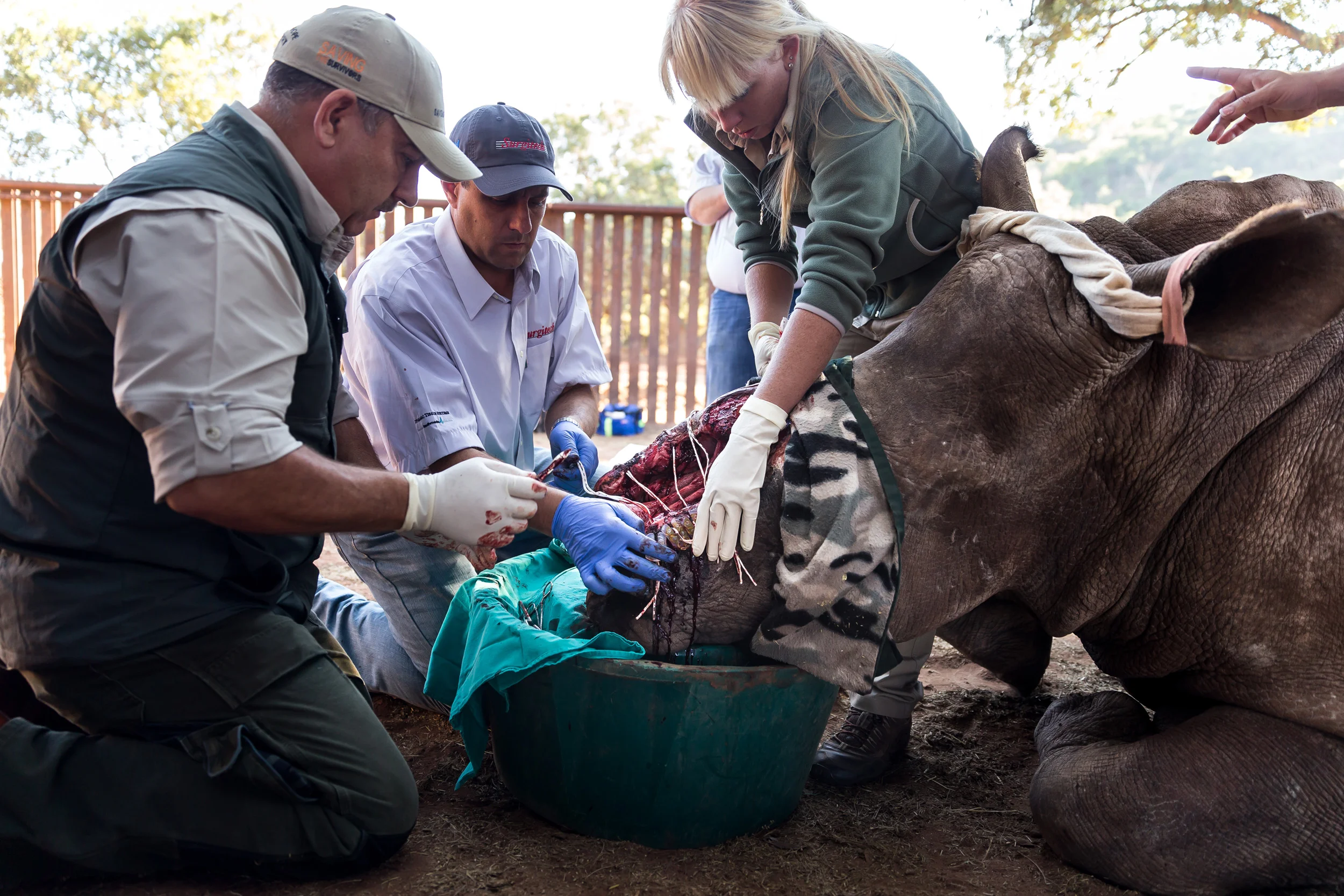 LIMPOPO, SOUTH AFRICA, 2 APRIL 2016: “Shoelaces on steroids.” That's how Saving the Survivors PR Spokesperson Suzanne Boswell Rudham described Tuesday's groundbreaking procedure using human abdominal surgery technology to stretch the wounded edges the gaping wound created by horn poachers who removed most of the face of the world's most famous rhino, “Hope.” The Saving the Survivors team member joined a team of top wildlife vets on a Limpopo plot of land, where they stitched the elastymers, imported from Canada, on to Hope's battered face. They are hoping that it will to pull the edges of the wound together and finally heal the massive wound, which happened when poachers hacked off almost all of her face last May. But the world-famous animal with the indomitable spirit has clung to life - and has become an ambassador for the conservation of her ever-threatened species, Johan Marais, a wildlife vet and founder of Saving the Survivors, told a small group of onlookers gathered around him and his team. In a procedure that lasted just over an hour, they inserted pulley systems in Hope’s skin to "crank the laces" to close the massive cavity on her face. In Hope's latest procedure - she has already had five major surgeries and other smaller ones - they used an abdominal re-approximation anchor system, imported from Canada by local distributors Surgitech. "Basically it's developed for people who've had stomach surgery where they can't close the wound," Rudham explained. "Whereas before they used it to stitch it and staple it, now this system... actually pulls in the tissue without destroying any cells." In the past year, 60% of Hope's face has healed, but she's not out of the woods yet, explains Marais. Hope’s gaping wound is constantly attacked by flies and maggots. "We're hoping to make that cavity a lot smaller and then we'll put a wound matrix over that with collagen for the cells to start growing together," adds Rudham. After the procedure, the bandaged rhi