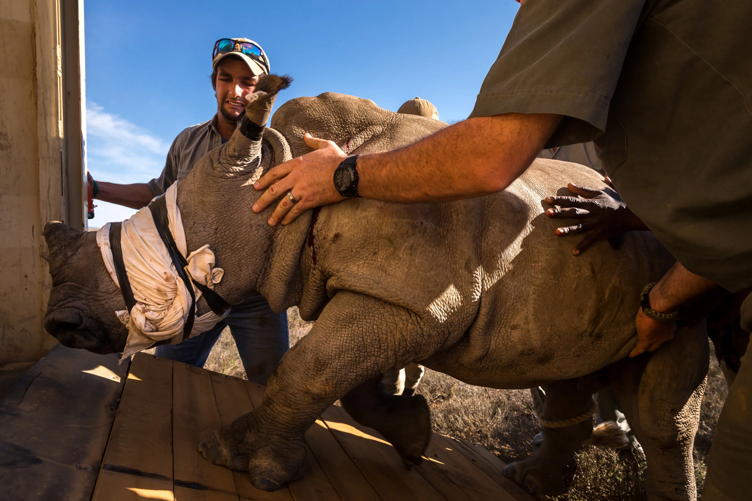 EZULU GAME FARM, GRAHAMSTOWN, SOUTH AFRICA, 15 MAY 2016: Four pairs of Cow and calf rhinos are captured and moved into transport for relocation to a more secure facility. This is the last of 27 Rhino that are being moved away from game farms in the Port Elizabeth/Grahamstown region where it is feared that security is inadequate to protect these rhino from poachers. 6 rhino have already been killed in the last 3 months and the professional manner in which they were poached has prompted owners to say that it is better for these rhino to leave their farms and go to a more secure facility. The rhinos will travel for 20 hours to their new location and will be sedated every three hours by a vet who will accompany them at all times. They will also be guarded by full time security for their journey and full time at their final location. It is a truism of rhino ownership these days that owners can often not afford the expense of full time security for these animals, such is the pressure from poachers and the value of their horn in Asia. (Photo by Brent Stirton/Getty Images Reportage for National Geographic Magazine.)