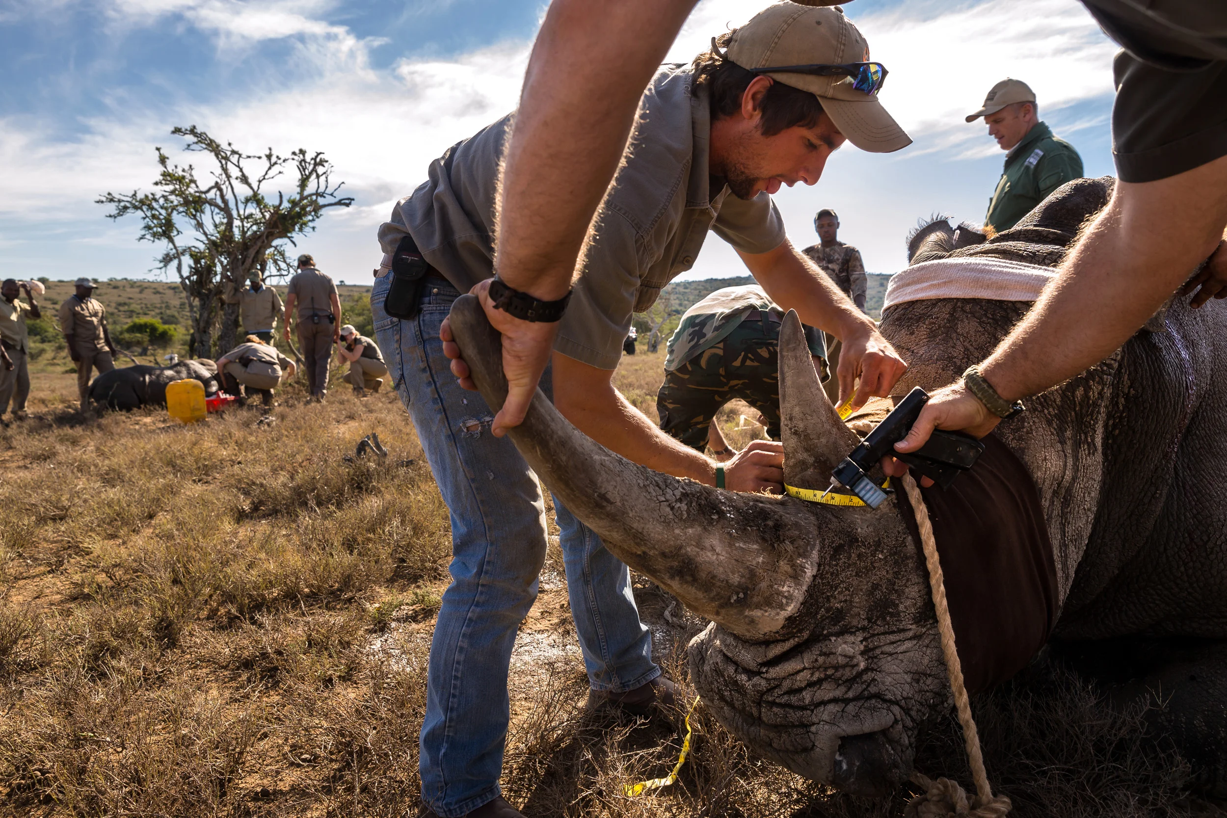 EZULU GAME FARM, GRAHAMSTOWN, SOUTH AFRICA, 15 MAY 2016: Four pairs of Cow and calf rhinos are captured and moved into transport for relocation to a more secure facility. This is the last of 27 Rhino that are being moved away from game farms in the Port Elizabeth/Grahamstown region where it is feared that security is inadequate to protect these rhino from poachers. 6 rhino have already been killed in the last 3 months and the professional manner in which they were poached has prompted owners to say that it is better for these rhino to leave their farms and go to a more secure facility. The rhinos will travel for 20 hours to their new location and will be sedated every three hours by a vet who will accompany them at all times. They will also be guarded by full time security for their journey and full time at their final location. It is a truism of rhino ownership these days that owners can often not afford the expense of full time security for these animals, such is the pressure from poachers and the value of their horn in Asia. (Photo by Brent Stirton/Getty Images Reportage for National Geographic Magazine.)