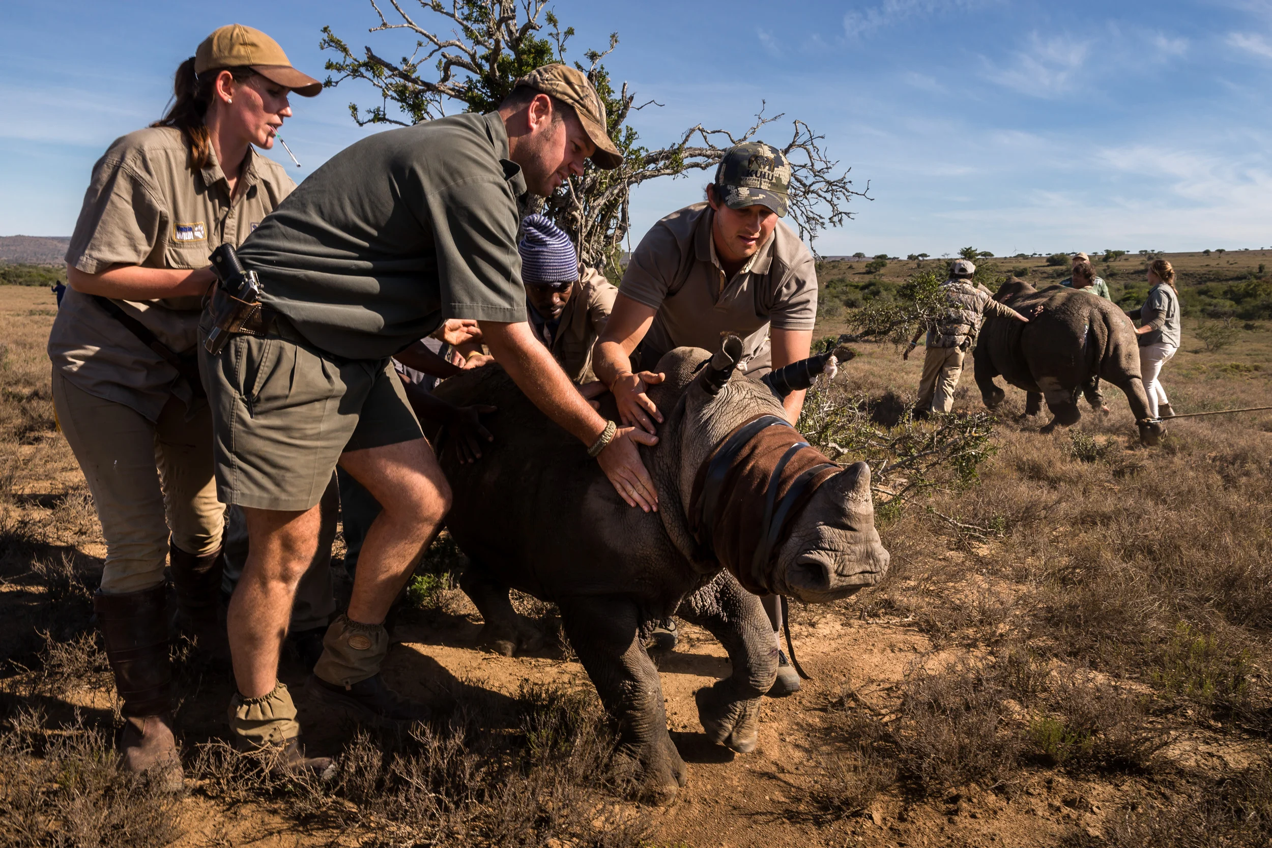 EZULU GAME FARM, GRAHAMSTOWN, SOUTH AFRICA, 15 MAY 2016: Four pairs of Cow and calf rhinos are captured and moved into transport for relocation to a more secure facility. This is the last of 27 Rhino that are being moved away from game farms in the Port Elizabeth/Grahamstown region where it is feared that security is inadequate to protect these rhino from poachers. 6 rhino have already been killed in the last 3 months and the professional manner in which they were poached has prompted owners to say that it is better for these rhino to leave their farms and go to a more secure facility. The rhinos will travel for 20 hours to their new location and will be sedated every three hours by a vet who will accompany them at all times. They will also be guarded by full time security for their journey and full time at their final location. It is a truism of rhino ownership these days that owners can often not afford the expense of full time security for these animals, such is the pressure from poachers and the value of their horn in Asia. (Photo by Brent Stirton/Getty Images Reportage for National Geographic Magazine.)