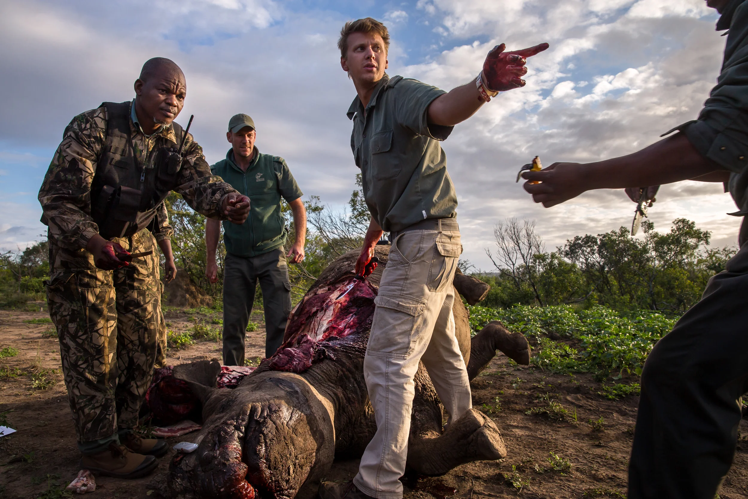 HLUHLUWE UMFOLOZI GAME RESERVE, KWAZULU NATAL, SOUTH AFRICA, 17 MAY 2016: A Black Rhino Bull is seen dead, poached for its horns less than 24 hours earlier at Hluhluwe Umfolozi Game Reserve, South Africa. It is suspected that the killers came from a local community approximately 5 kilometers away, entering the park illegally, shooting the rhino at a water hole with a high-powered, silenced hunting rifle. An autopsy and postmortem carried out by members of the KZN Ezemvelo later revealed that the large calibre bullet went straight through this rhino, causing massive tissue damage. It was noted that he did not die immediately but ran a short distance, fell to his knees and a coup de grace shot was administered to the head from close range. Black Rhino are the most endangered rhino, HluHluwe Umfolozi is one of the last repositories for these animals, with less than 3000 left in the wild today. (Photo by Brent Stirton/Getty Images Reportage for National Geographic Magazine.)