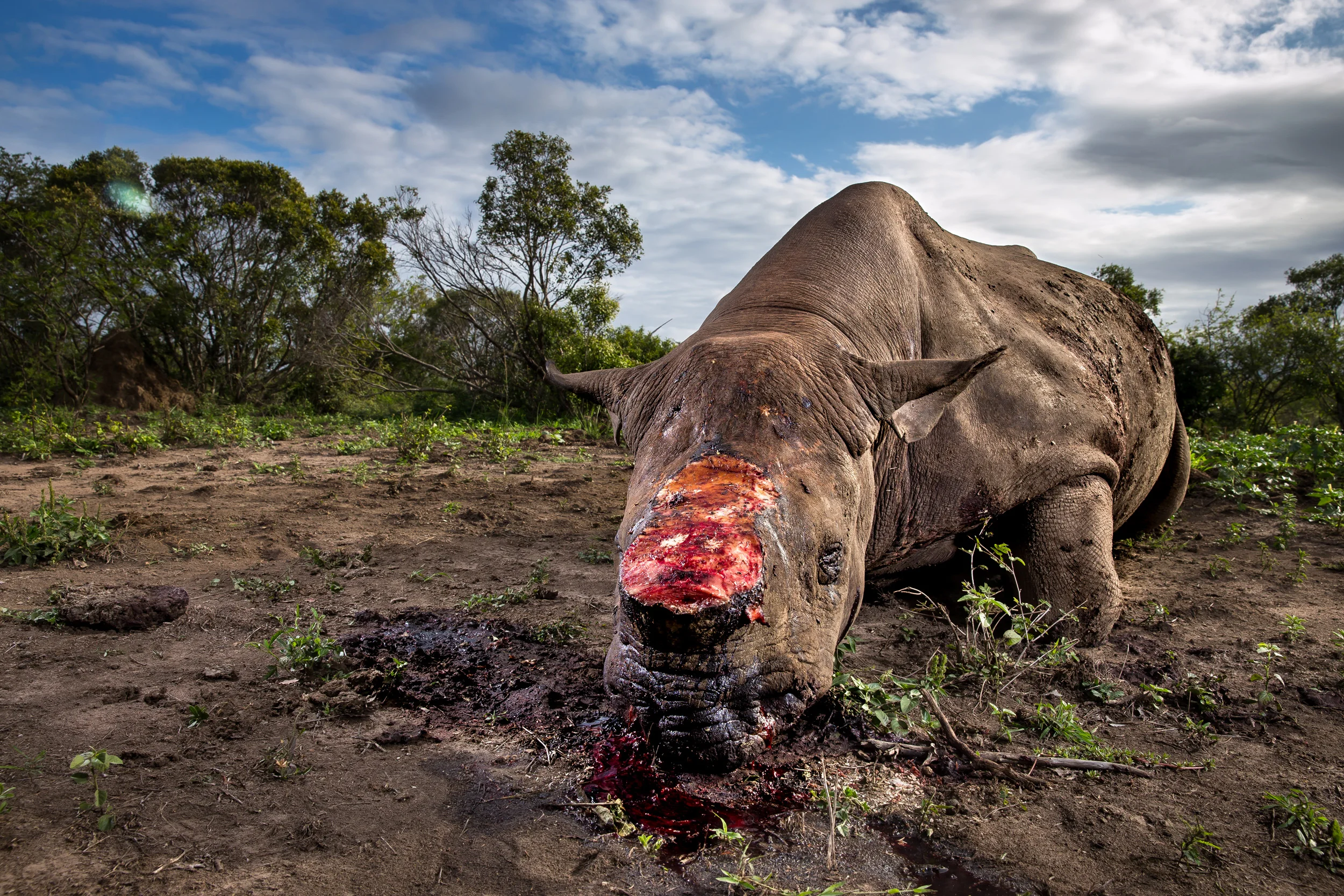 HLUHLUWE UMFOLOZI GAME RESERVE, KWAZULU NATAL, SOUTH AFRICA, 17 MAY 2016: A Black Rhino Bull is seen dead, poached for its horns less than 24 hours earlier at Hluhluwe Umfolozi Game Reserve, South Africa. It is suspected that the killers came from a local community approximately 5 kilometers away, entering the park illegally, shooting the rhino at a water hole with a high-powered, silenced hunting rifle. An autopsy and postmortem carried out by members of the KZN Ezemvelo later revealed that the large calibre bullet went straight through this rhino, causing massive tissue damage. It was noted that he did not die immediately but ran a short distance, fell to his knees and a coup de grace shot was administered to the head from close range. Black Rhino are the most endangered rhino, HluHluwe Umfolozi is one of the last repositories for these animals, with less than 3000 left in the wild today. (Photo by Brent Stirton/Getty Images Reportage for National Geographic Magazine.)