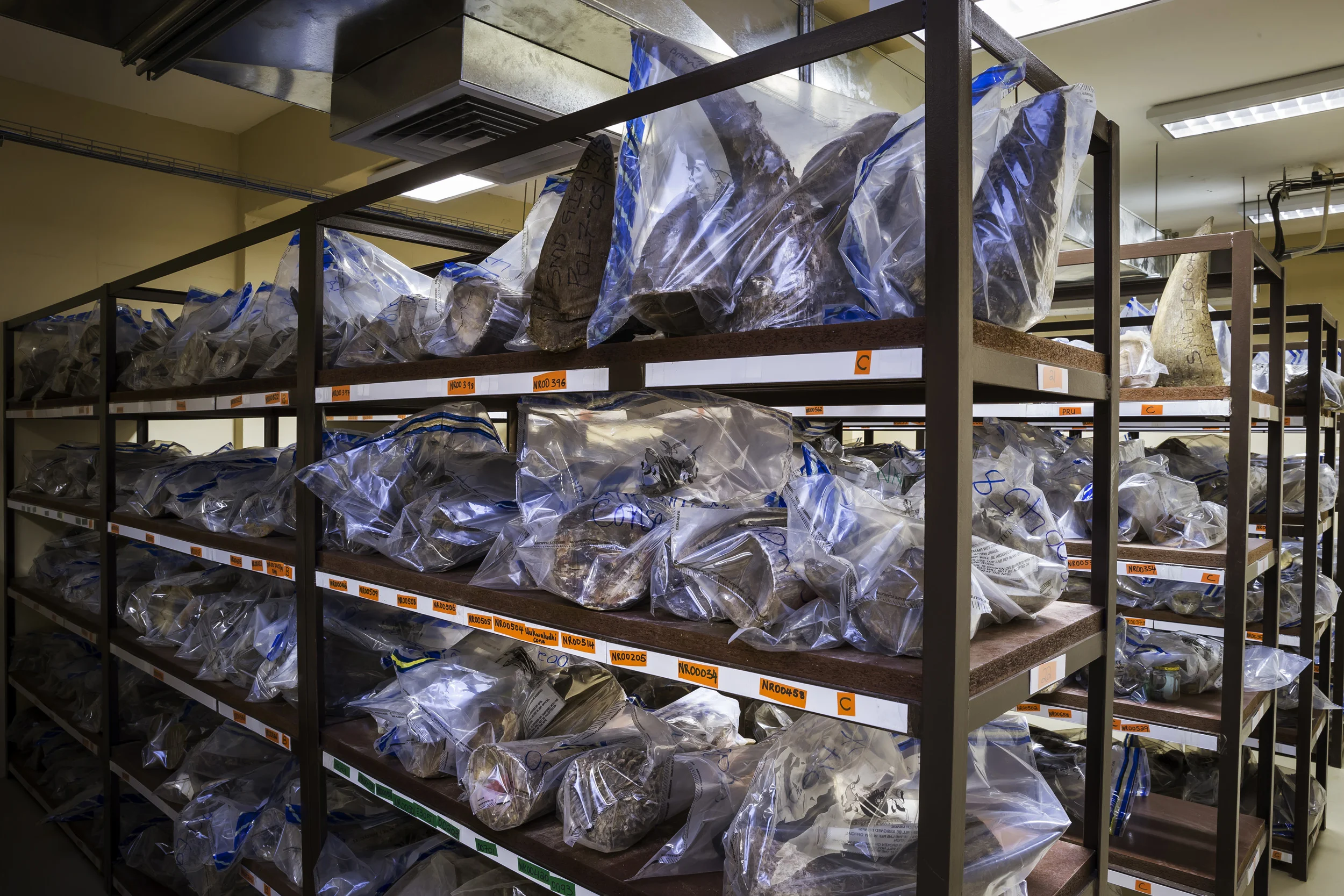 WINDHOEK, NAMIBIA, 27 MAY 2016: Images from inside the legal Rhino Horn storage locker inside Namibia's Ministry of the Environment and Tourism. These horns have been collected from official de-horning programs as well as Rhinos that have died of natural, non-poaching causes. Namibia has expressed interest in placing a proposal to sell their horn on the table at a future CITES COP summit, repeatedly expressing that they would never destroy their stockpile of rhino horn. "We will never destroy our horn, it's a natural resource and to do so would be unconstitutional. Our constitution is clear, we must use our natural resources for the benefit of current and future generations. In the future we will surely propose to CITES to sell our horn," says Elly Hamunyela, director of Scientific Service and one of the supervisors of the stockpile. Namibia has been relatively unscathed in the current rhino poaching crisis but recently high levels of poaching have become more common. "Now we are experiencing a surge in poaching, this is something new. Rhino are a very important species but we place equal value on our other animals too."
"One thing is clear, we will never destroy our horn stockpile," adds Dr Malan Lindeque, Permanent Secretary to the Ministry of the Environment and Tourism. (Photo by Brent Stirton/Reportage by Getty Images for National Geographic Magazine.)
