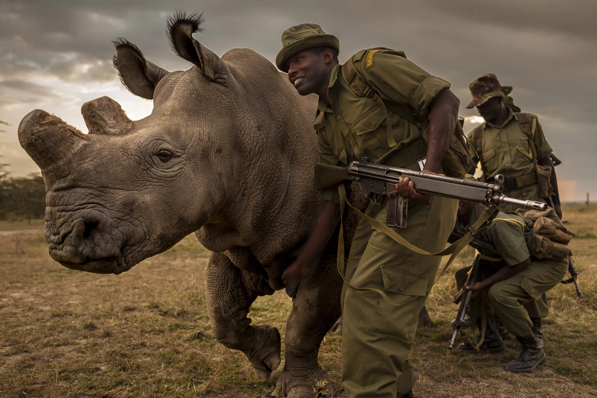 OL PEJETA CONSERVANCY, KENYA, JULY 2011: A four man anti-poaching team permanently guards Northern White Rhino on Ol Pejeta Conservancy in Kenya, 13 July 2011. The Ol Pejeta Conservancy is an important “not-for-profit” wildlife conservancy in the Laikipia District of Kenya and the largest sanctuary for black rhinos in East Africa. It is also the home of 4 of the world's remaining 8 Northern White Rhino, the worlds most endangered animal. There has been an increase in poaching incidents on Ol Pejeta recently, in line with a massive worldwide increase in rhino poaching linked to the rise in the Asian middle class. Anti-poaching teams provide close protection to the rhino, with 24 hour observation over all rhino on Ol Pejeta and 24 hour armed guard protection over the 4 Northern White Rhino who are kept in their own Boma area. The team have developed extraordinary relationships with these Rhino, leaning on them, scratching them and displaying tremendous affection towards these most endangered of animals. Each of the men in these teams feels a genuine vocation towards the protection of these animals, something the rhino seem to sense, and this emerges on a daily basis as the men walk with the rhino through their day. (Photo by Brent Stirton/Reportage for National Geographic.)
