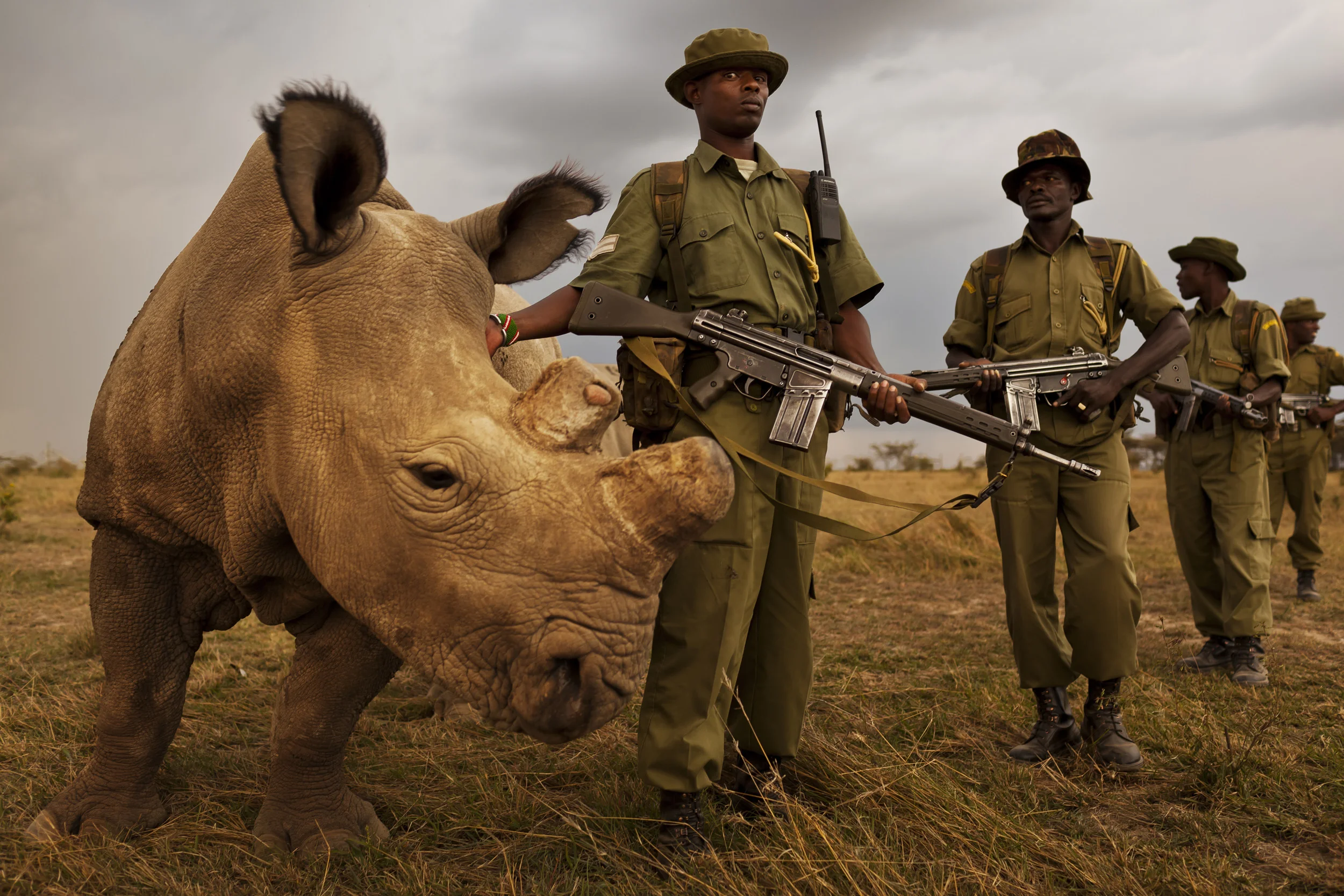 OL PEJETA CONSERVANCY, KENYA, JULY 2011: A four man anti-poaching team permanently guards Northern White Rhino on Ol Pejeta Conservancy in Kenya, 13 July 2011. The Ol Pejeta Conservancy is an important “not-for-profit” wildlife conservancy in the Laikipia District of Kenya and the largest sanctuary for black rhinos in East Africa. It is also the home of 4 of the world's remaining 8 Northern White Rhino, the worlds most endangered animal. There has been an increase in poaching incidents on Ol Pejeta recently, in line with a massive worldwide increase in rhino poaching linked to the rise in the Asian middle class. Anti-poaching teams provide close protection to the rhino, with 24 hour observation over all rhino on Ol Pejeta and 24 hour armed guard protection over the 4 Northern White Rhino who are kept in their own Boma area. The team have developed extraordinary relationships with these Rhino, leaning on them, scratching them and displaying tremendous affection towards these most endangered of animals. Each of the men in these teams feels a genuine vocation towards the protection of these animals, something the rhino seem to sense, and this emerges on a daily basis as the men walk with the rhino through their day. (Photo by Brent Stirton/Reportage for National Geographic.)