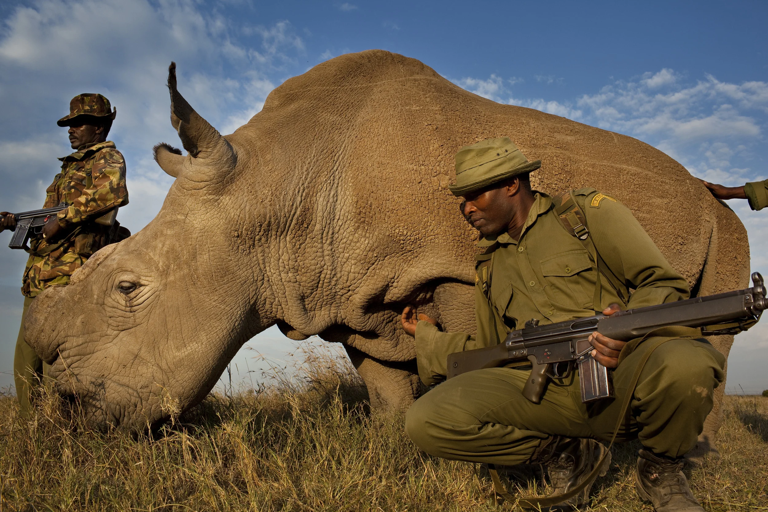 OL PEJETA CONSERVANCY, KENYA, JULY 2011: A four man anti-poaching team permanently guards Northern White Rhino on Ol Pejeta Conservancy in Kenya, 13 July 2011. The Ol Pejeta Conservancy is an important “not-for-profit” wildlife conservancy in the Laikipia District of Kenya and the largest sanctuary for black rhinos in East Africa. It is also the home of 4 of the world's remaining 8 Northern White Rhino, the worlds most endangered animal. There has been an increase in poaching incidents on Ol Pejeta recently, in line with a massive worldwide increase in rhino poaching linked to the rise in the Asian middle class. Anti-poaching teams provide close protection to the rhino, with 24 hour observation over all rhino on Ol Pejeta and 24 hour armed guard protection over the 4 Northern White Rhino who are kept in their own Boma area. The team have developed extraordinary relationships with these Rhino, leaning on them, scratching them and displaying tremendous affection towards these most endangered of animals. Each of the men in these teams feels a genuine vocation towards the protection of these animals, something the rhino seem to sense, and this emerges on a daily basis as the men walk with the rhino through their day. (Photo by Brent Stirton/Reportage for National Geographic.)