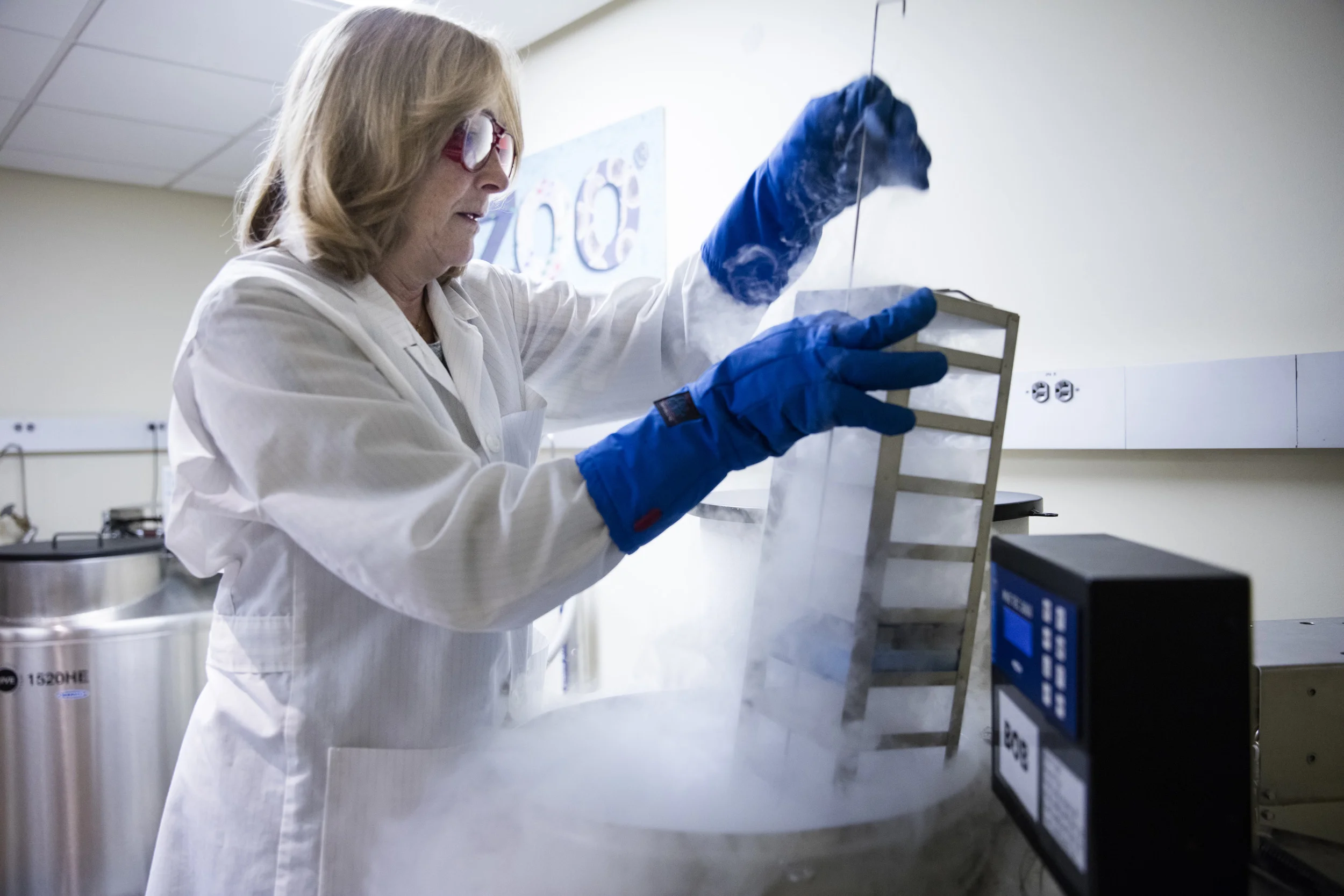 SAN DIEGO ZOO, CALIFORNIA, USA, 8 JUNE 2016: Dr Barbara Durrant, the Henshaw Chair and Director of Reproductive Physiology at the San Diego Zoo Institute for Conservation Research, extracts a sample of Northern Rhino sperm from cold storage. Dr Durrant and the Institute are involved in an ambitious and scientifically unprecedented effort to bring back the almost extinct Northern White Rhino through IVF/Stemcell treatment using the wombs of Southern White Rhino. Their goal is to create a viable herd of Northern White Rhinos through this treatment and bring them back from the absolute brink of extinction. There are currently only 3 Northern White Rhino in the world, all under 24 hour armed guard protection at Ol Pejeta Conservancy in Kenya. Dr Durrant and her team have viable Northern White Sperm in cold storage as well as ovarian tissue from which it is a relatively simple process to create stem cells to produce eggs. "There are many people looking after Rhinos in the field, good anti-poaching efforts exist. What we are trying to bring to the table is a new science that reinforces the effort to save these rhinos and perhaps also other species one day. We study the animal, looking at the reproductive system in new ways, all of this is part of a plan to bring them back. We have the DNA base of 12 individuals, we have sperm from 2 males as well as ovarian and testicular tissue. From these tissues we can create viable stemcells, natural as opposed to manufactured eggs are possible from this. We have 6 Southern White females that have been brought in from South Africa exclusively for this research. No-one has ever attempted embryo transfer before so we will be entering new ground here. We have multiple collaborators all over the world, Australia, South Africa, Japan, Kenya and more. We make all of our protocols available to all of our partners. This will be a minimum 20 years process, our goal remains a self-sustaining population of Northern White rhino." Photo by Brent S
