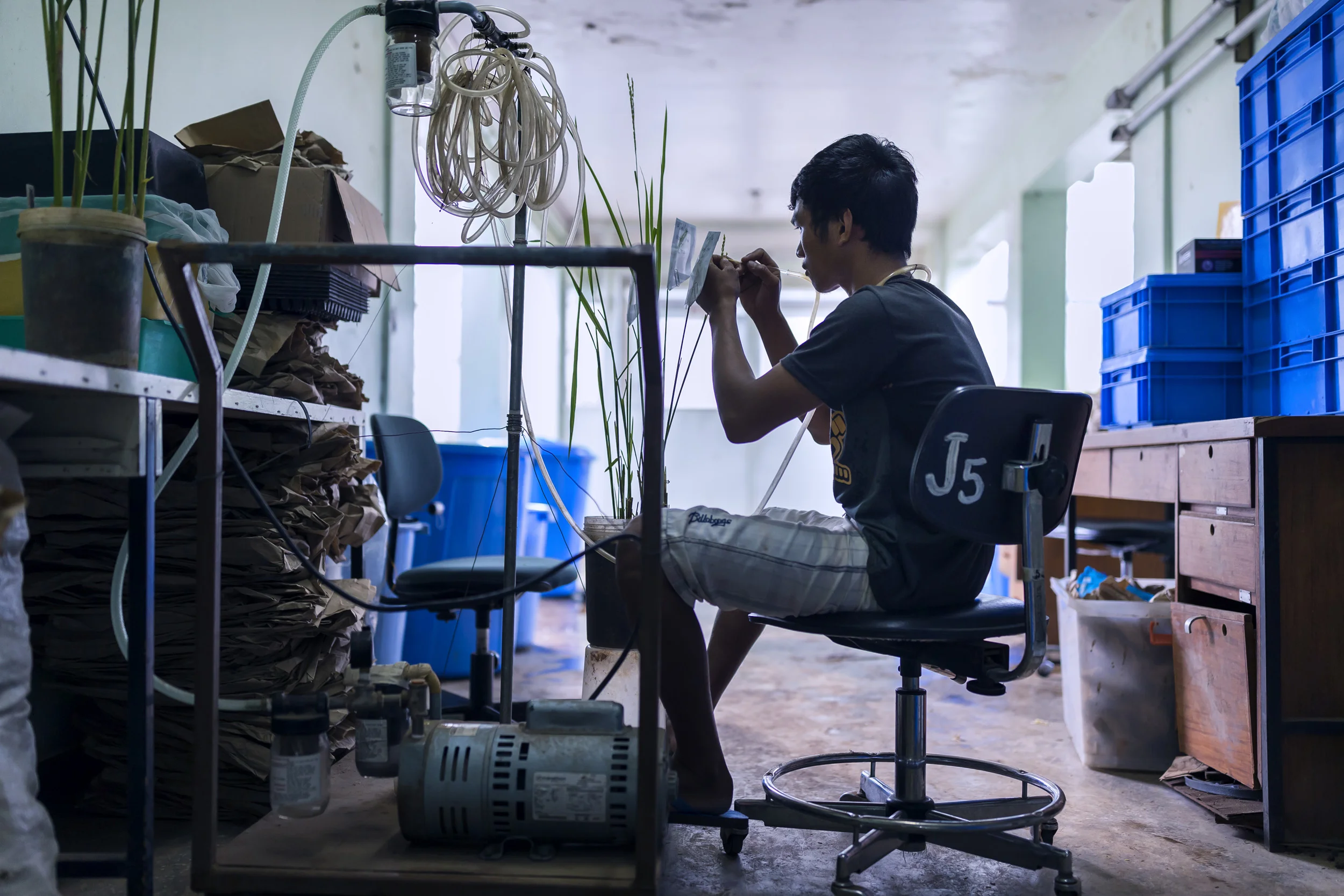 IRRI, LOS BANOS, PHILIPPINES, 9 AUGUST 2016: A worker emasculates plants at the International Rice Research Institute. IRRI is the world’s premier research organization dedicated to reducing poverty and hunger through rice science; improving the health and welfare of rice farmers and consumers; and protecting the rice-growingenvironment for future generations. IRRI is an independent, nonprofit research andeducational institute founded in 1960 by the Ford and Rockefeller foundations, withsupport from the Philippine government. The institute, headquartered in LosBaños,Philippines, has offices in 17 rice-growing countries in Asia and Africa, and About 1,000 staff members. Working with in-country partners, IRRI develops advanced rice varieties that yield more grain and better withstand pests and disease as well as flooding, drought, and other destructive effects of climate change. More than half of the rice area in Asia is planted to IRRI-bred varieties or their progenies. The institute develops new and improved methods and technologies that enable farmers to manage their farms profitably and sustainably, and recommends rice varieties and agricultural practices suitable to particular farm conditions as well as consumer preferences. IRRI assists national agricultural research and extension systems in formulating and implementing country rice sector strategies. (Photo by Brent Stirton/Reportage by Getty Images for Crop Trust.)