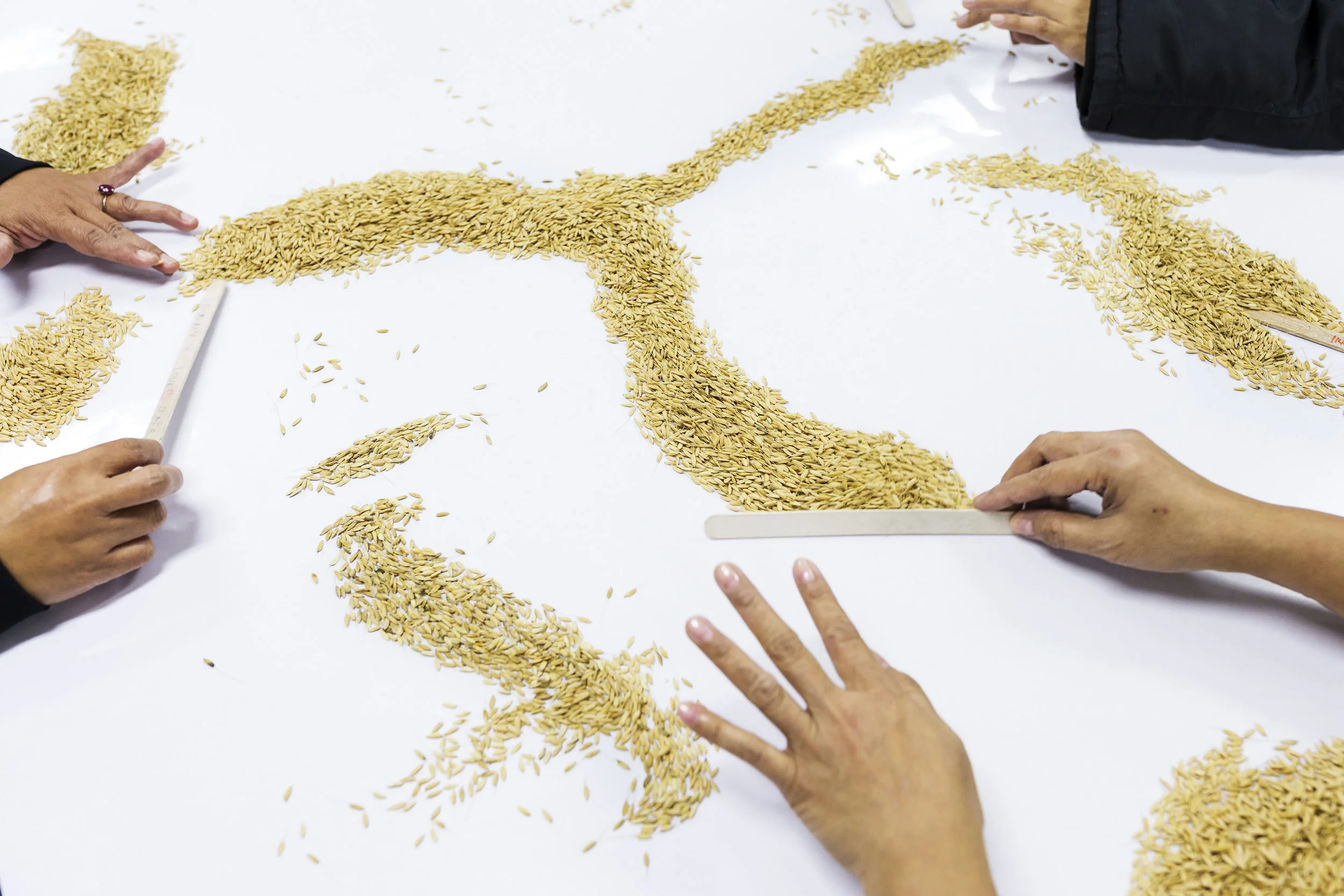 IRRI, LOS BANOS, PHILIPPINES, 9 AUGUST 2016: Workers enact quality control over specially produced rice for archiving and distribution at the International Rice Research Institute. IRRI is the world’s premier research organization dedicated to reducing poverty and hunger through rice science; improving the health and welfare of rice farmers and consumers; and protecting the rice-growingenvironment for future generations. IRRI is an independent, nonprofit research andeducational institute founded in 1960 by the Ford and Rockefeller foundations, withsupport from the Philippine government. The institute, headquartered in LosBaños,Philippines, has offices in 17 rice-growing countries in Asia and Africa, and About 1,000 staff members. Working with in-country partners, IRRI develops advanced rice varieties that yield more grain and better withstand pests and disease as well as flooding, drought, and other destructive effects of climate change. More than half of the rice area in Asia is planted to IRRI-bred varieties or their progenies. The institute develops new and improved methods and technologies that enable farmers to manage their farms profitably and sustainably, and recommends rice varieties and agricultural practices suitable to particular farm conditions as well as consumer preferences. IRRI assists national agricultural research and extension systems in formulating and implementing country rice sector strategies. (Photo by Brent Stirton/Reportage by Getty Images for Crop Trust.)