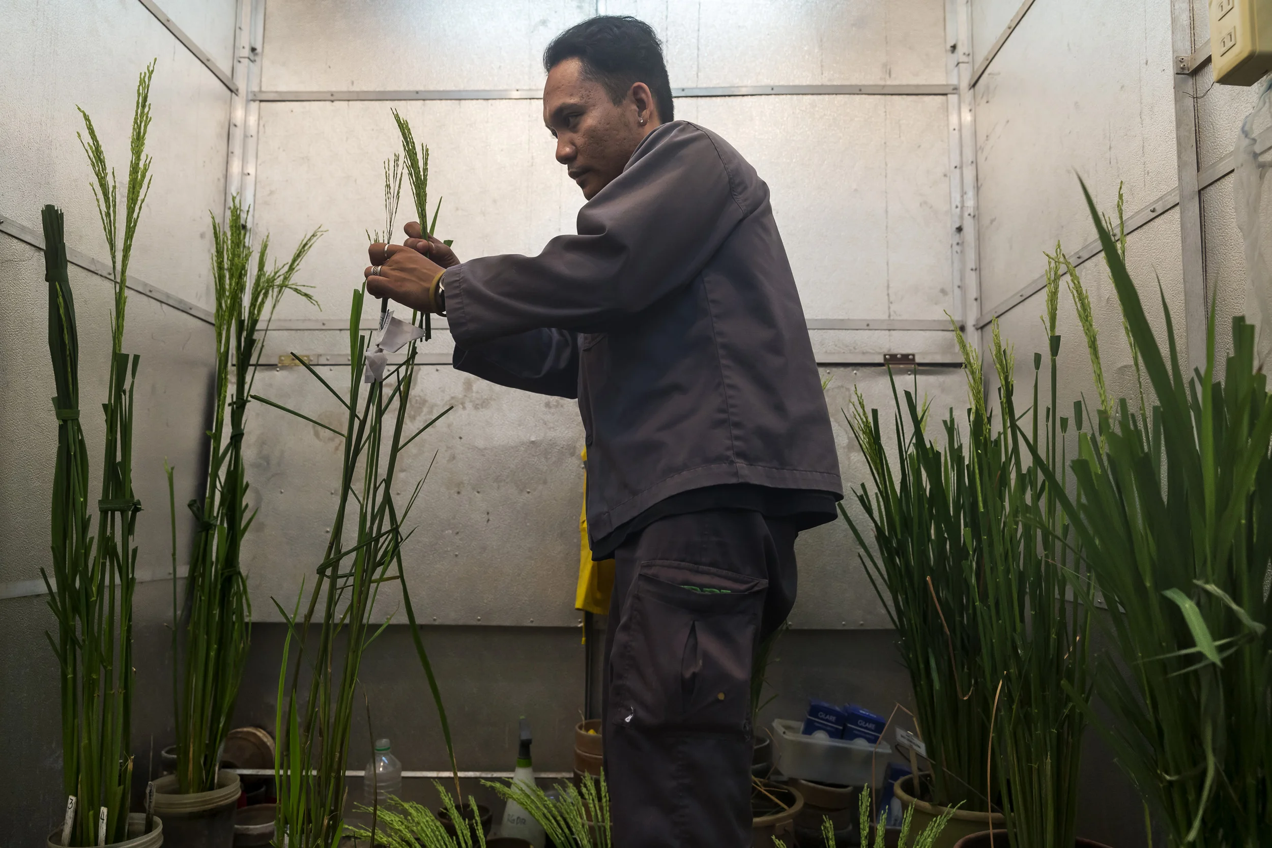 IRRI, LOS BANOS, PHILIPPINES, 9 AUGUST 2016: A worker hand pollinating rice plants to induce specific varieties at the International Rice Research Institute. IRRI is the world’s premier research organization dedicated to reducing poverty and hunger through rice science; improving the health and welfare of rice farmers and consumers; and protecting the rice-growingenvironment for future generations. IRRI is an independent, nonprofit research andeducational institute founded in 1960 by the Ford and Rockefeller foundations, withsupport from the Philippine government. The institute, headquartered in LosBaños,Philippines, has offices in 17 rice-growing countries in Asia and Africa, and About 1,000 staff members. Working with in-country partners, IRRI develops advanced rice varieties that yield more grain and better withstand pests and disease as well as flooding, drought, and other destructive effects of climate change. More than half of the rice area in Asia is planted to IRRI-bred varieties or their progenies. The institute develops new and improved methods and technologies that enable farmers to manage their farms profitably and sustainably, and recommends rice varieties and agricultural practices suitable to particular farm conditions as well as consumer preferences. IRRI assists national agricultural research and extension systems in formulating and implementing country rice sector strategies. (Photo by Brent Stirton/Reportage by Getty Images for Crop Trust.)
