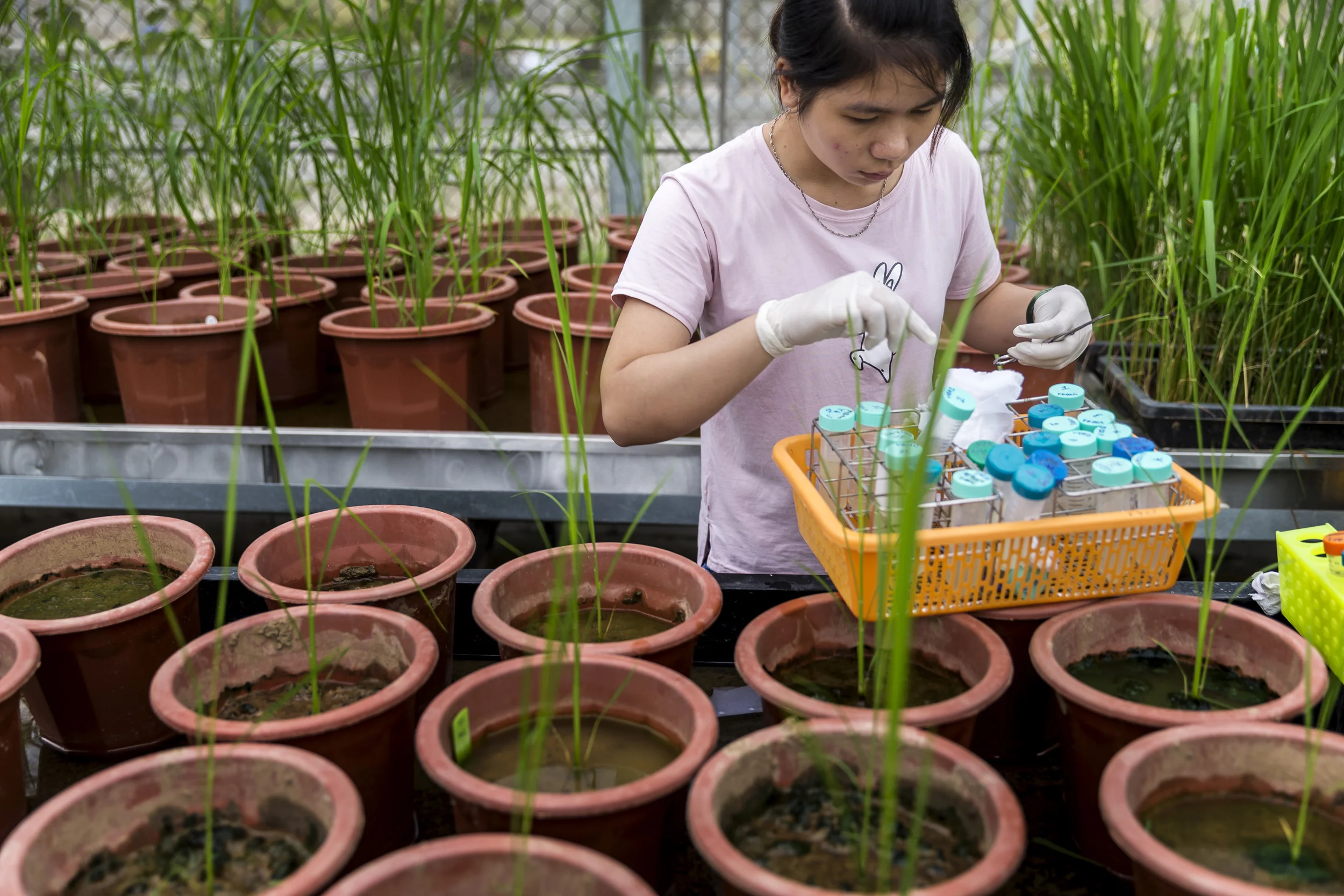 HANOI, VIETNAM, 15 AUGUST 2016: Greenhouse experimental rice sampling for genetic research purposes in the greenhouses of the International Center for Tropical Agriculture. CIAT’s mission is to reduce hunger and poverty, and improve human nutrition in the tropics through research aimed at increasing the eco-efficiency of agriculture. Backed by the Colombian government and Rockefeller, Ford, and Kellogg Foundations, CIAT was formally established in 1967 and began its research in 1969. CIAT’s staff includes about 200 scientists. Supported by a wide array of donors, the Center collaborates with hundreds of partners to conduct high-quality research and translate the results into development impact. A Board of Trustees provides oversight of CIAT’s research and financial management. CIAT develops technologies, methods, and knowledge that better enable farmers, mainly smallholders, to enhance eco-efficiency in agriculture. This makes production more competitive and profitable as well as sustainable and resilient through economically and ecologically sound use of natural resources and purchased inputs. CIAT has global responsibility for the improvement of two staplefoods, cassava and common bean, together with tropical forages for livestock. In Latin America and the Caribbean, research is conducted on rice as well. Representing diverse food groups and a key component of the world’s agricultural biodiversity, those crops are vital for global food and nutrition security. In its work on agrobiodiversity, the Center employs advanced biotechnology to accelerate crop improvement. Progress in our crop research also depends on unique collections of genetic resources– 65,000 crop samples in all – which are held in trust for humanity. Alongside its research on agrobiodiversity, CIAT works in two other areas – soils and decision and policy analysis – which cut across all tropical crops and production environments. Center soil scientists conduct research across scales