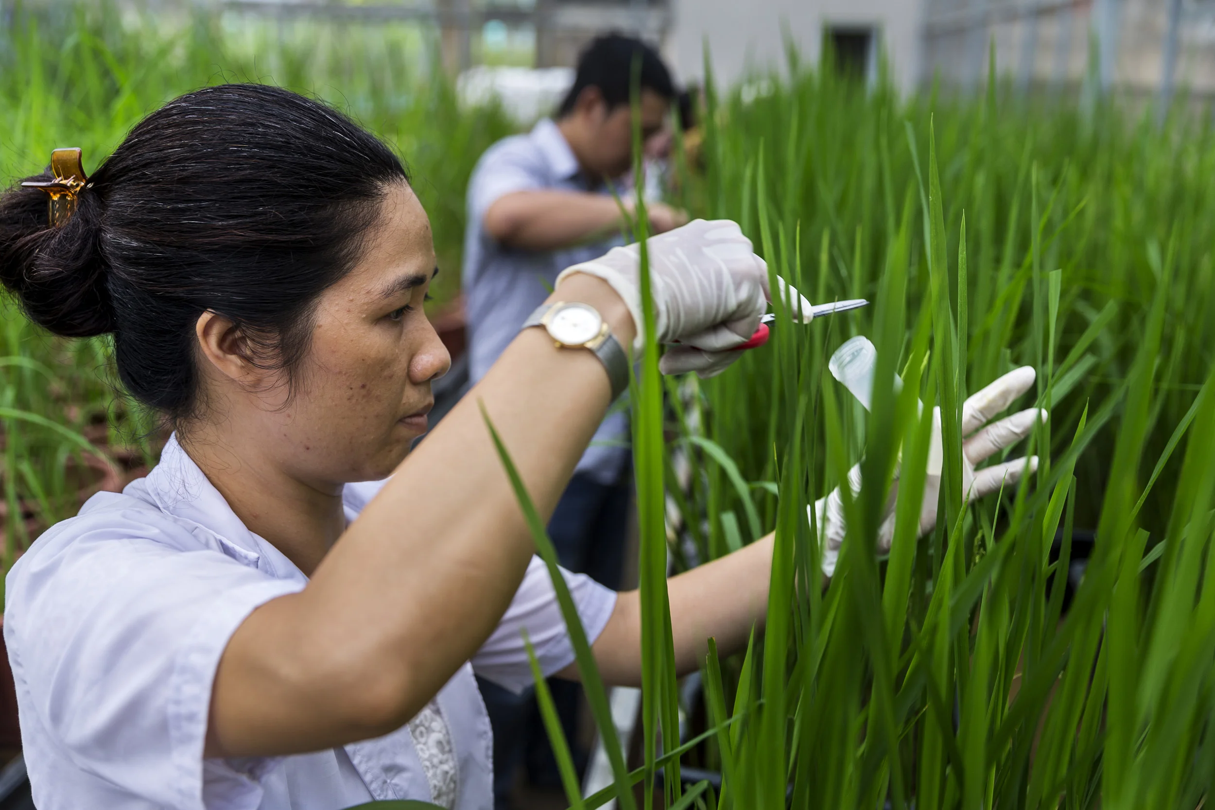 HANOI, VIETNAM, 15 AUGUST 2016: Greenhouse experimental rice sampling for genetic research purposes in the greenhouses of the International Center for Tropical Agriculture. CIAT’s mission is to reduce hunger and poverty, and improve human nutrition in the tropics through research aimed at increasing the eco-efficiency of agriculture. Backed by the Colombian government and Rockefeller, Ford, and Kellogg Foundations, CIAT was formally established in 1967 and began its research in 1969. CIAT’s staff includes about 200 scientists. Supported by a wide array of donors, the Center collaborates with hundreds of partners to conduct high-quality research and translate the results into development impact. A Board of Trustees provides oversight of CIAT’s research and financial management. CIAT develops technologies, methods, and knowledge that better enable farmers, mainly smallholders, to enhance eco-efficiency in agriculture. This makes production more competitive and profitable as well as sustainable and resilient through economically and ecologically sound use of natural resources and purchased inputs. CIAT has global responsibility for the improvement of two staplefoods, cassava and common bean, together with tropical forages for livestock. In Latin America and the Caribbean, research is conducted on rice as well. Representing diverse food groups and a key component of the world’s agricultural biodiversity, those crops are vital for global food and nutrition security. In its work on agrobiodiversity, the Center employs advanced biotechnology to accelerate crop improvement. Progress in our crop research also depends on unique collections of genetic resources– 65,000 crop samples in all – which are held in trust for humanity. Alongside its research on agrobiodiversity, CIAT works in two other areas – soils and decision and policy analysis – which cut across all tropical crops and production environments. Center soil scientists conduct research across scales