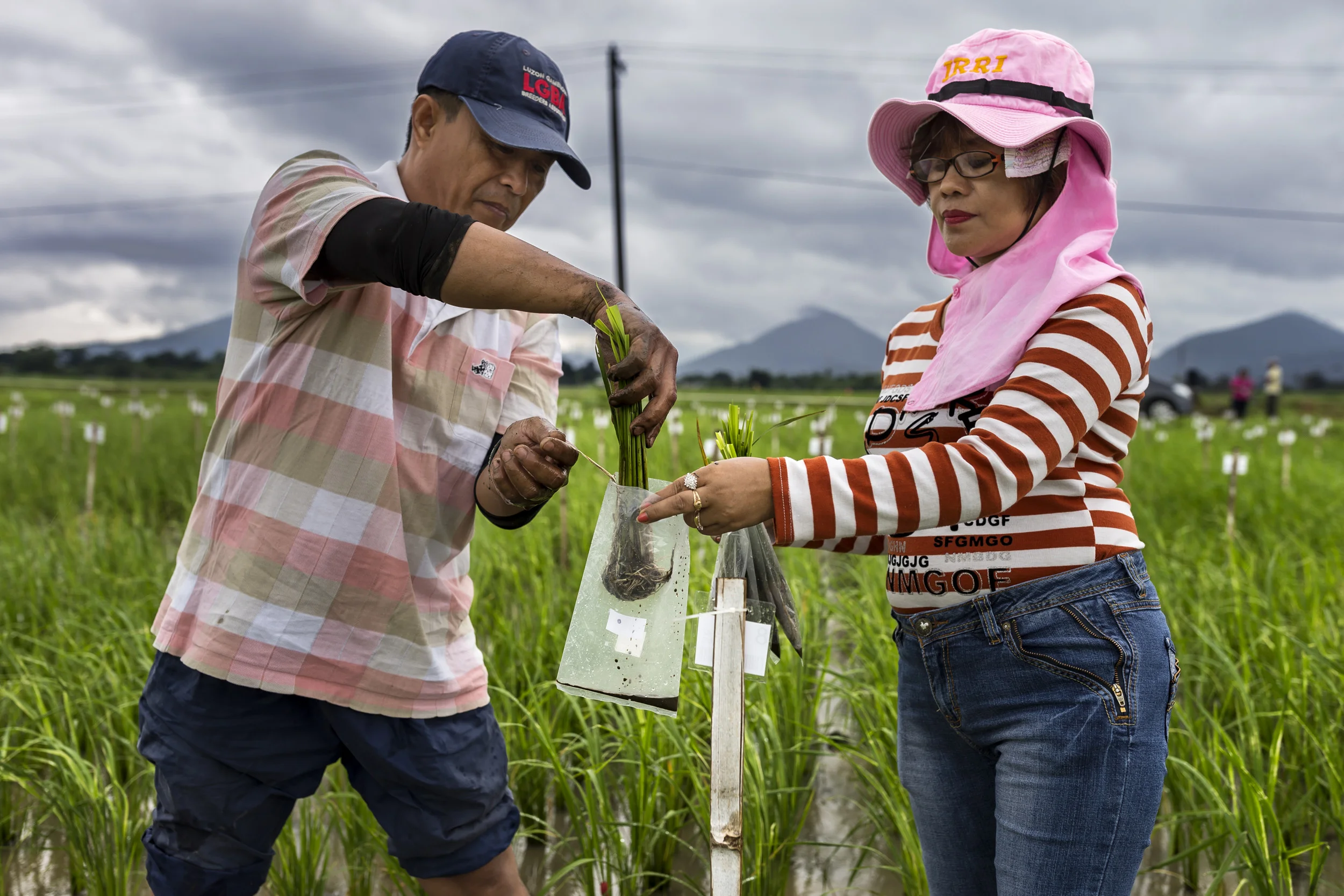 IRRI, LOS BANOS, PHILIPPINES, 9 AUGUST 2016: Workers conduct drought resistance rice sampling at the International Rice Research Institute. IRRI is the world’s premier research organization dedicated to reducing poverty and hunger through rice science; improving the health and welfare of rice farmers and consumers; and protecting the rice-growingenvironment for future generations. IRRI is an independent, nonprofit research andeducational institute founded in 1960 by the Ford and Rockefeller foundations, withsupport from the Philippine government. The institute, headquartered in LosBaños,Philippines, has offices in 17 rice-growing countries in Asia and Africa, and About 1,000 staff members. Working with in-country partners, IRRI develops advanced rice varieties that yield more grain and better withstand pests and disease as well as flooding, drought, and other destructive effects of climate change. More than half of the rice area in Asia is planted to IRRI-bred varieties or their progenies. The institute develops new and improved methods and technologies that enable farmers to manage their farms profitably and sustainably, and recommends rice varieties and agricultural practices suitable to particular farm conditions as well as consumer preferences. IRRI assists national agricultural research and extension systems in formulating and implementing country rice sector strategies. (Photo by Brent Stirton/Reportage by Getty Images for Crop Trust.)