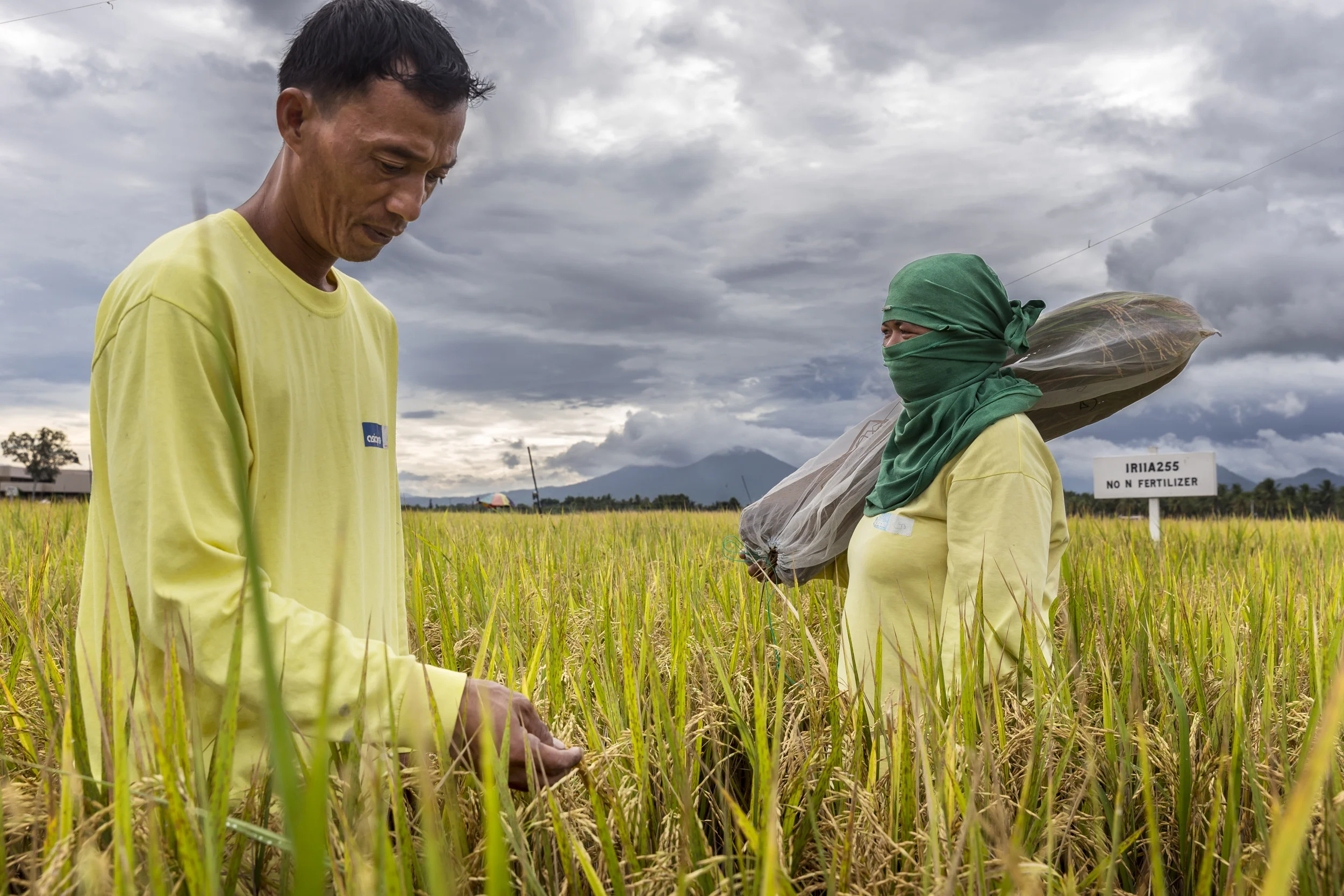 IRRI, LOS BANOS, PHILIPPINES, 9 AUGUST 2016: Workers harvest experimental rice for testing at the International Rice Research Institute. IRRI is the world’s premier research organization dedicated to reducing poverty and hunger through rice science; improving the health and welfare of rice farmers and consumers; and protecting the rice-growingenvironment for future generations. IRRI is an independent, nonprofit research andeducational institute founded in 1960 by the Ford and Rockefeller foundations, withsupport from the Philippine government. The institute, headquartered in LosBaños,Philippines, has offices in 17 rice-growing countries in Asia and Africa, and About 1,000 staff members. Working with in-country partners, IRRI develops advanced rice varieties that yield more grain and better withstand pests and disease as well as flooding, drought, and other destructive effects of climate change. More than half of the rice area in Asia is planted to IRRI-bred varieties or their progenies. The institute develops new and improved methods and technologies that enable farmers to manage their farms profitably and sustainably, and recommends rice varieties and agricultural practices suitable to particular farm conditions as well as consumer preferences. IRRI assists national agricultural research and extension systems in formulating and implementing country rice sector strategies. (Photo by Brent Stirton/Reportage by Getty Images for Crop Trust.)