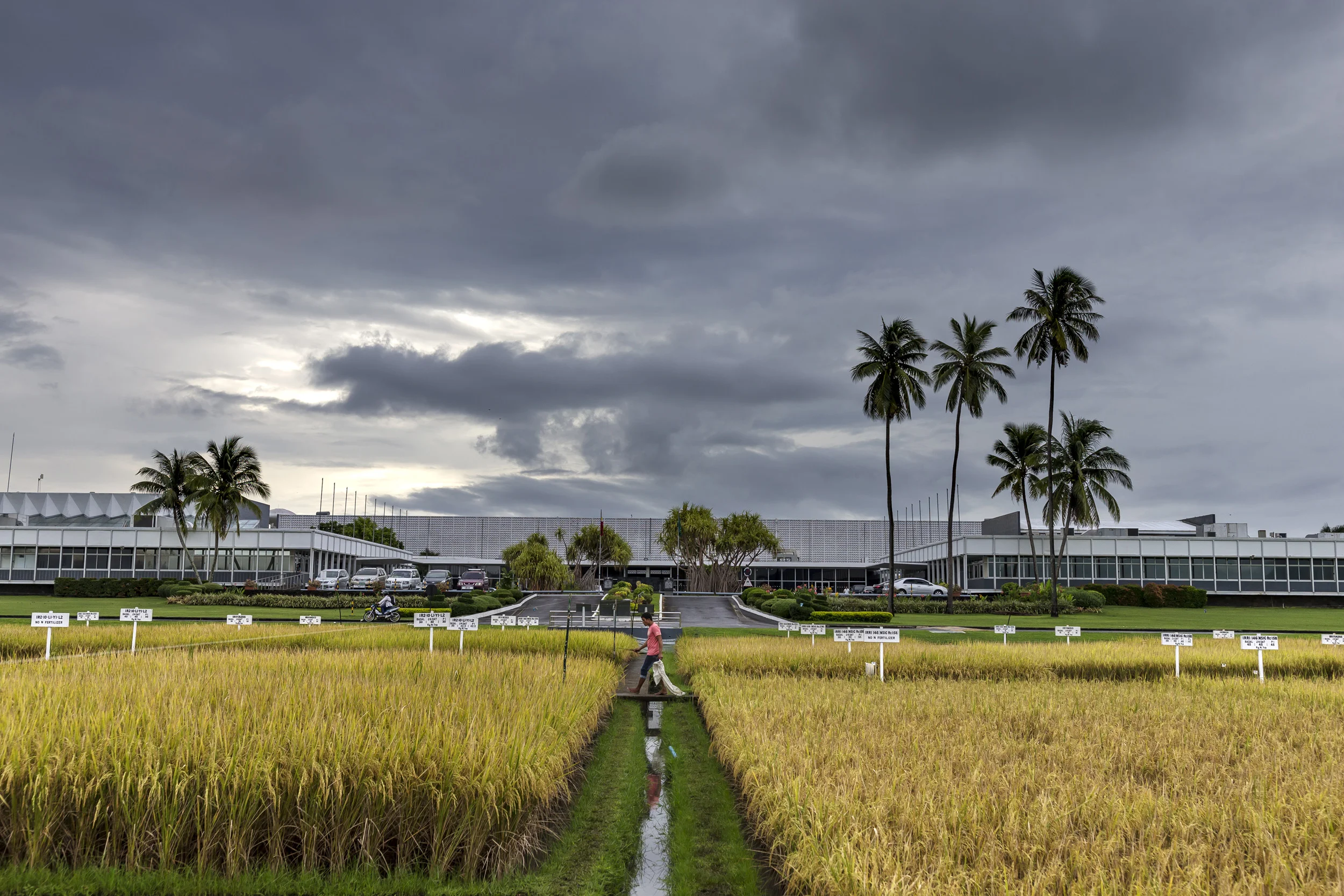 IRRI, LOS BANOS, PHILIPPINES, 9 AUGUST 2016: The International Rice Research Institute. IRRI is the world’s premier research organization dedicated to reducing poverty and hunger through rice science; improving the health and welfare of rice farmers and consumers; and protecting the rice-growingenvironment for future generations. IRRI is an independent, nonprofit research andeducational institute founded in 1960 by the Ford and Rockefeller foundations, withsupport from the Philippine government. The institute, headquartered in LosBaños,Philippines, has offices in 17 rice-growing countries in Asia and Africa, and About 1,000 staff members. Working with in-country partners, IRRI develops advanced rice varieties that yield more grain and better withstand pests and disease as well as flooding, drought, and other destructive effects of climate change. More than half of the rice area in Asia is planted to IRRI-bred varieties or their progenies. The institute develops new and improved methods and technologies that enable farmers to manage their farms profitably and sustainably, and recommends rice varieties and agricultural practices suitable to particular farm conditions as well as consumer preferences. IRRI assists national agricultural research and extension systems in formulating and implementing country rice sector strategies. (Photo by Brent Stirton/Reportage by Getty Images for Crop Trust.)