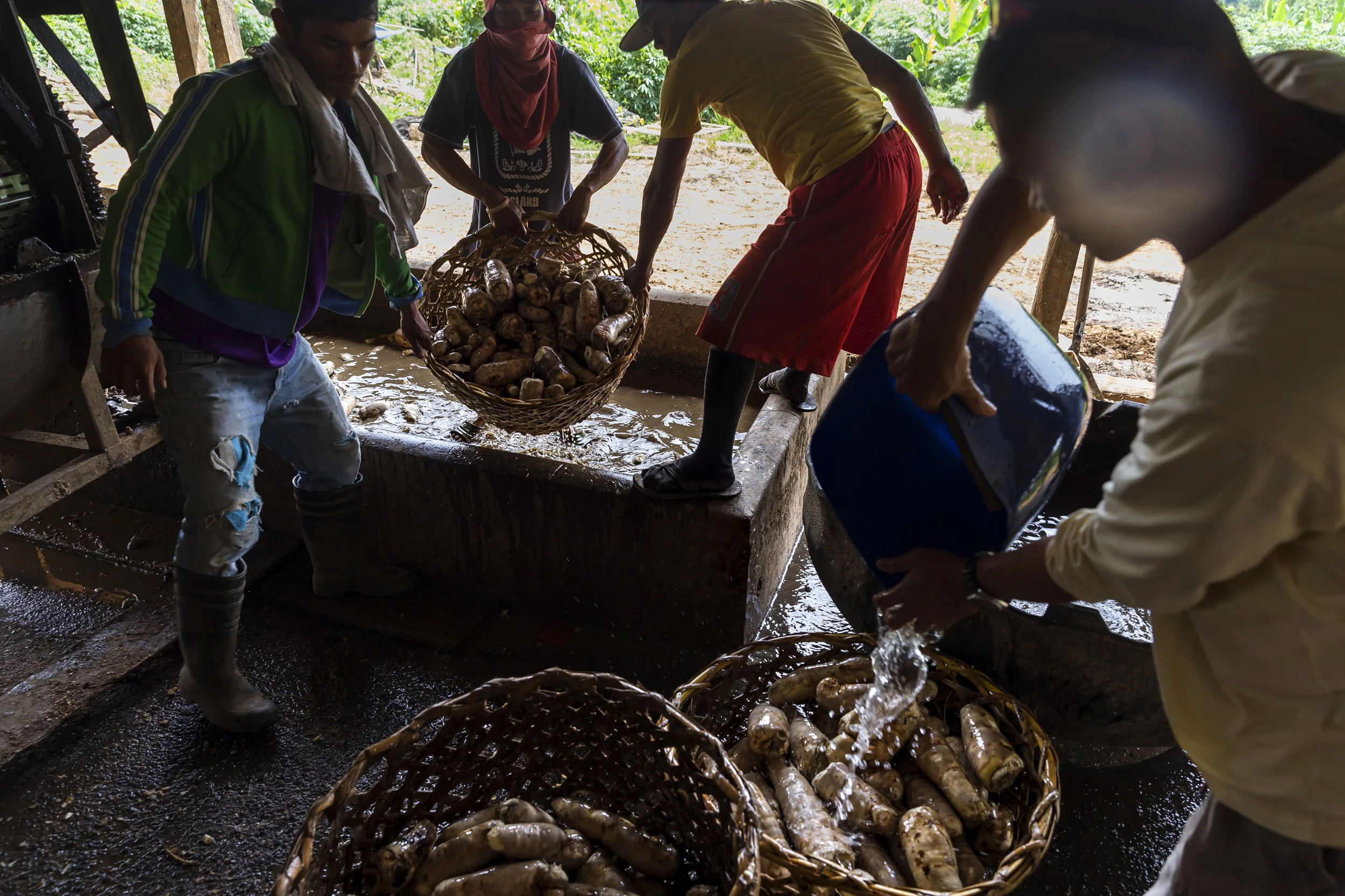 PUEBLO ANTONIA, DAVAO, PHILIPPINES, 10 AUGUST 2016: Workers at a Casava farmers co-operative use machines to prepare and wash Casava for the market. Casava is traditional a crop eaten by the Islamic population of Davao but this is changing. Two kinds are grown, a crop for animal feed and a crop for human consumption. Food products like cakes, flour, and thickening agents are produced from it and its is also used industrially in adhesives. Casava is increasing in popularity amongst farmers as a staple for animal feed and production has risen steadily over the last 5 years. It is replacing the more expensive corn for this purpose. Casava is very drought tolerant and resistant to Typhoon weather. (Photo by Brent Stirton/Reportage by Getty Images for Crop Trust.)