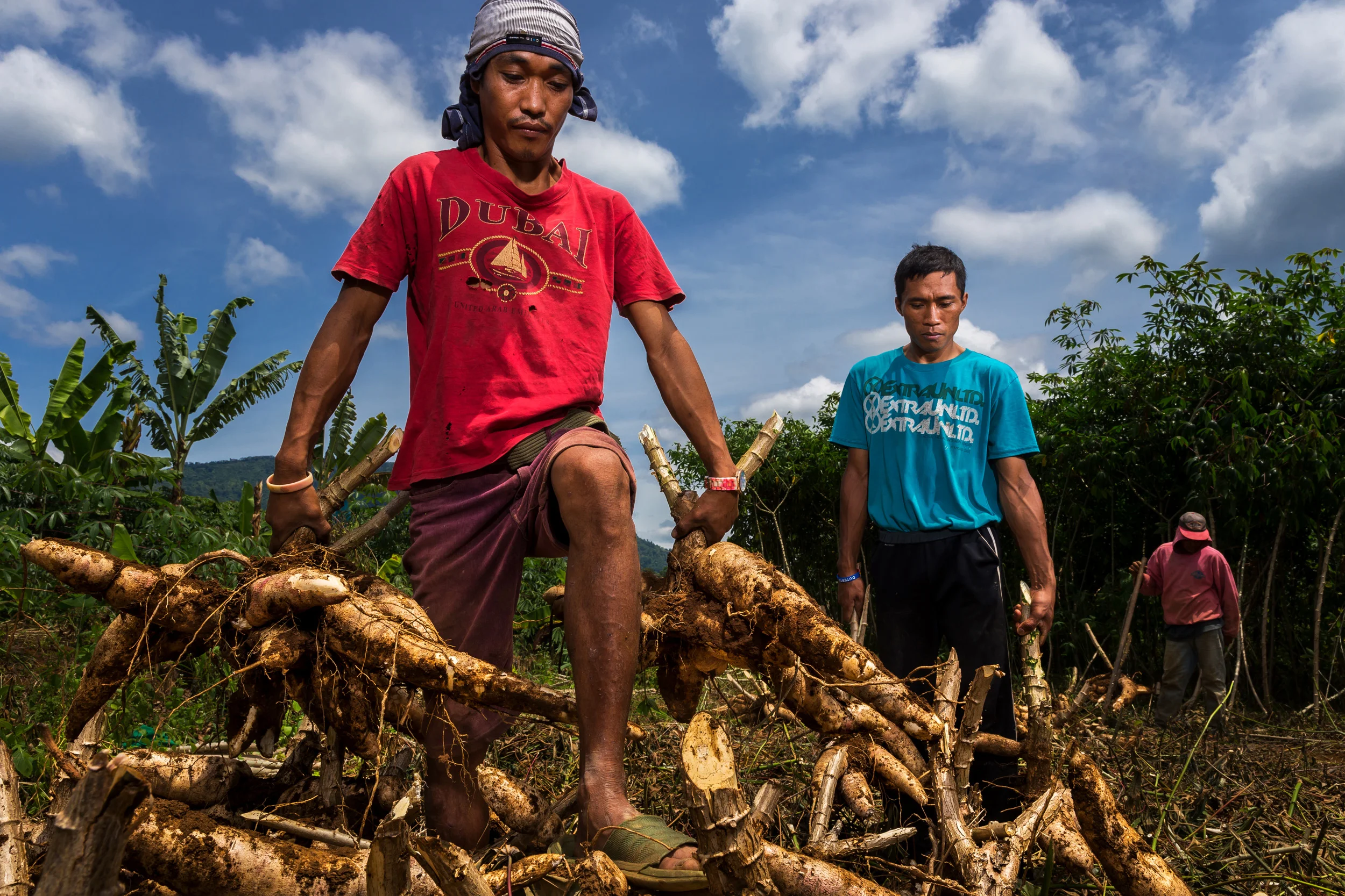 DAVAO, PHILIPPINES, 10 AUGUST 2016: Casava farmers harvest ripe Casava tubers for a co-operative outside of Davao. Casava is traditional a crop eaten by the Islamic population of Davao but this is changing. Two kinds are grown, a crop for animal feed and a crop for human consumption. Food products like cakes, flour, and thickening agents are produced from it and its is also used industrially in adhesives. Casava is increasing in popularity amongst farmers as a staple for animal feed and production has risen steadily over the last 5 years. It is replacing the more expensive corn for this purpose. Casava is very drought tolerant and resistant to Typhoon weather. (Photo by Brent Stirton/Reportage by Getty Images for Crop Trust.)