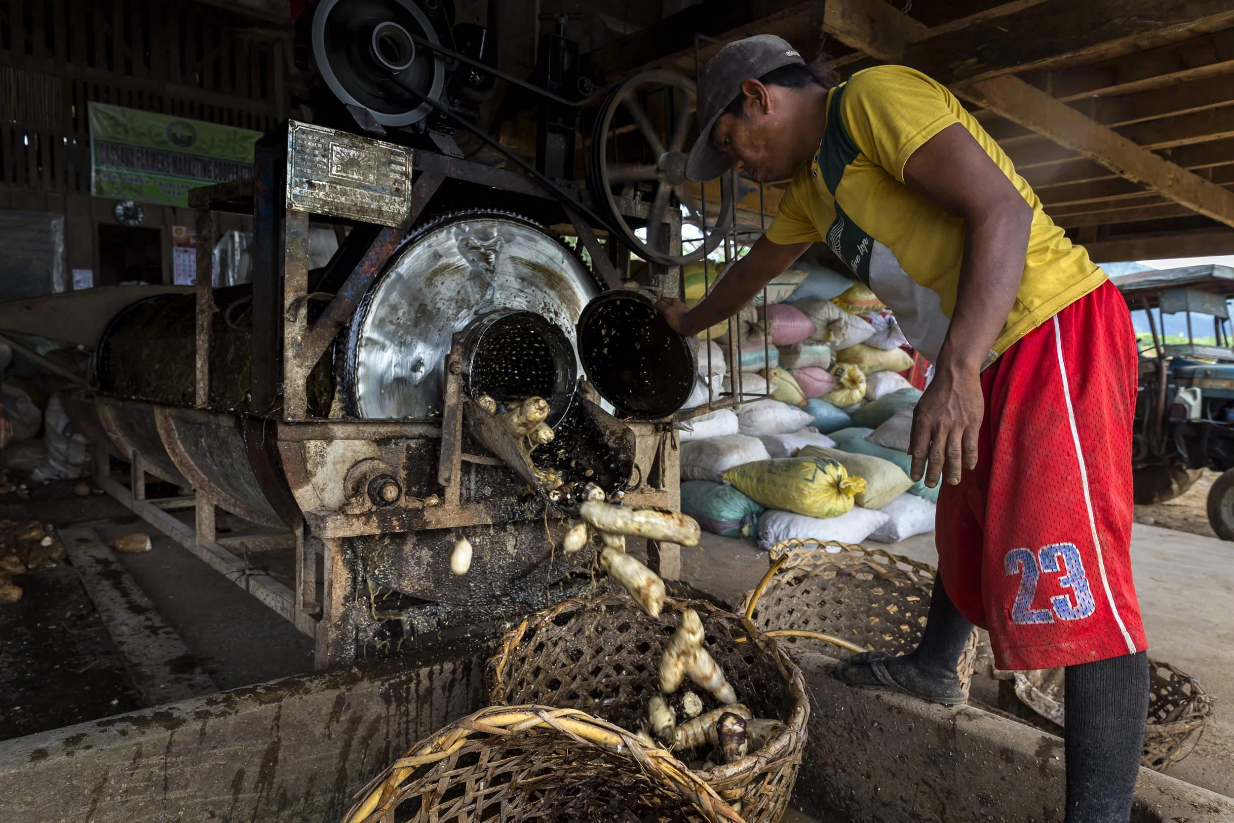 PUEBLO ANTONIA, DAVAO, PHILIPPINES, 10 AUGUST 2016: Workers at a Casava farmers co-operative use machines to prepare and wash Casava for the market. Casava is traditional a crop eaten by the Islamic population of Davao but this is changing. Two kinds are grown, a crop for animal feed and a crop for human consumption. Food products like cakes, flour, and thickening agents are produced from it and its is also used industrially in adhesives. Casava is increasing in popularity amongst farmers as a staple for animal feed and production has risen steadily over the last 5 years. It is replacing the more expensive corn for this purpose. Casava is very drought tolerant and resistant to Typhoon weather. (Photo by Brent Stirton/Reportage by Getty Images for Crop Trust.)