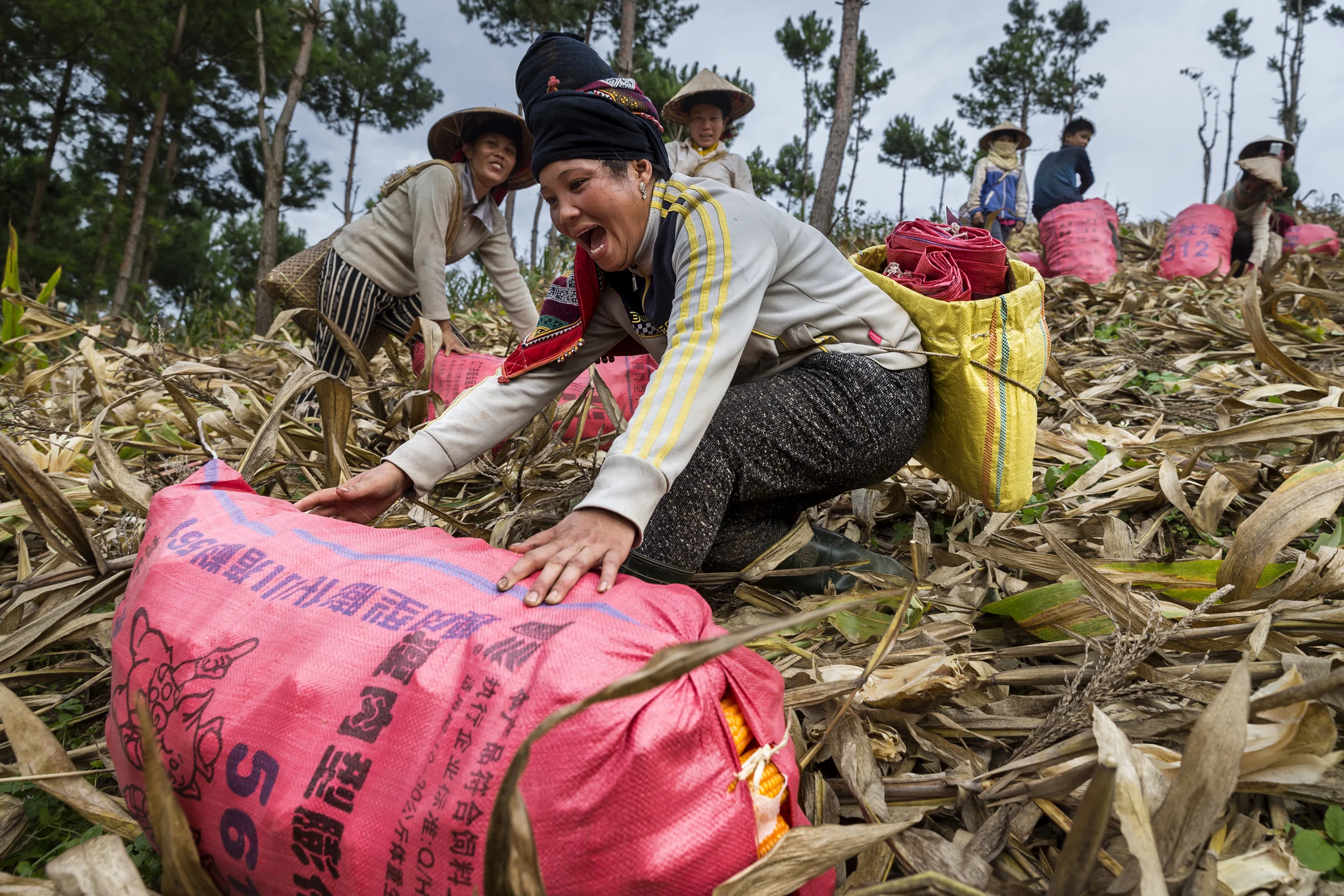 SON LA, VIETNAM, 18 AUGUST 2016: Images of Thai minority people in Vietnam harvesting corn and preparing it for transport. In these farming valleys rice, cassava and corn are all grown simultaneously, the majority of this corn will go towards animal feed, a leading commercial crop for Vietnamese farmers, most of the cassava will go for industrial purposes and and animal feed, the rice is most often for personal consumption. (Photo by Brent Stirton/Reportage by Getty Images.)