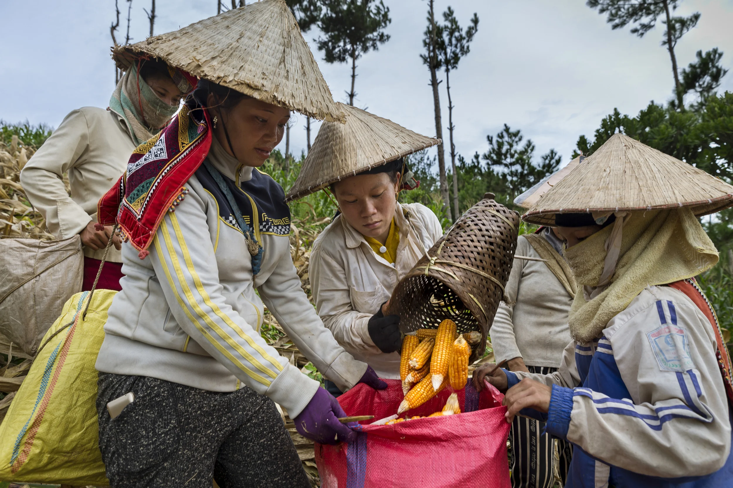 SON LA, VIETNAM, 18 AUGUST 2016: Images of Thai minority people in Vietnam harvesting corn and preparing it for transport. In these farming valleys rice, cassava and corn are all grown simultaneously, the majority of this corn will go towards animal feed, a leading commercial crop for Vietnamese farmers, most of the cassava will go for industrial purposes and and animal feed, the rice is most often for personal consumption. (Photo by Brent Stirton/Reportage by Getty Images.)