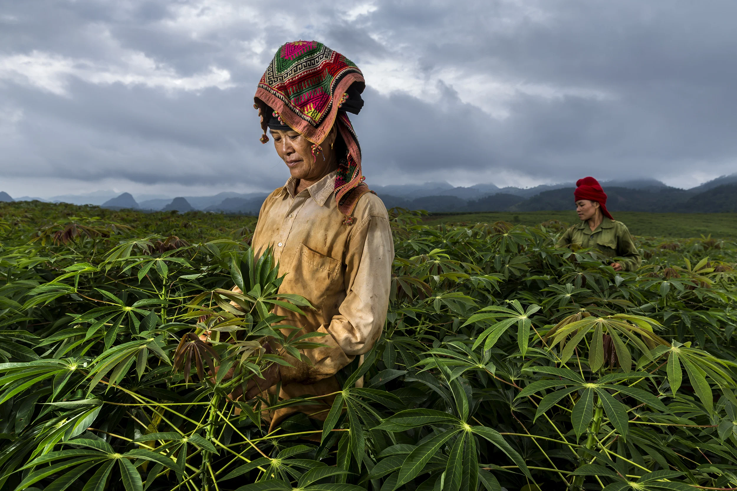 SON LA, VIETNAM, 19 AUGUST 2016: Thai minority women move amongst Cassava crops that fill the hills close to Son La city. (Photo by Brent Stirton/Reportage by Getty Images.)